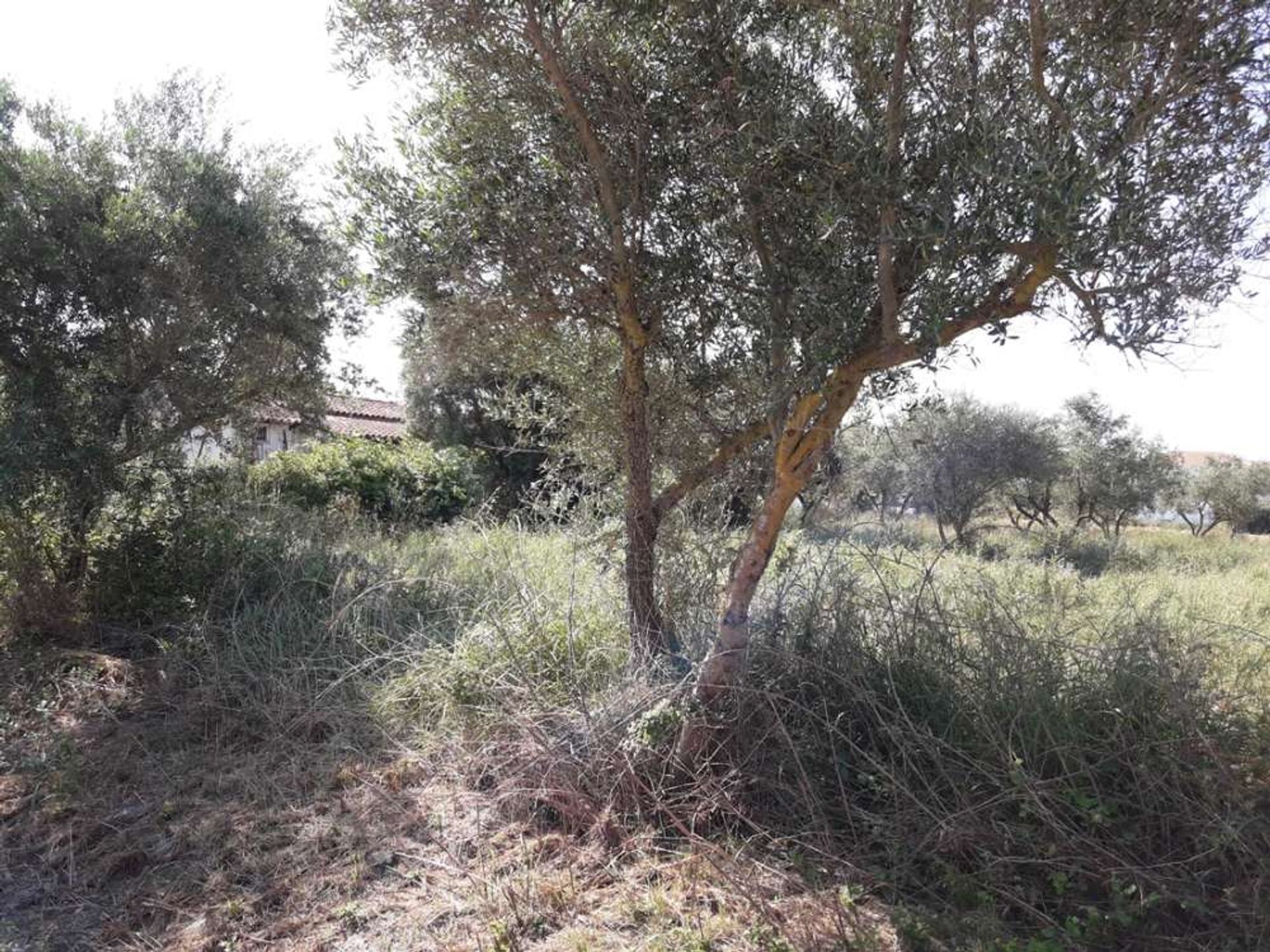 Land in Bochali, Ionië Nisia 10086694