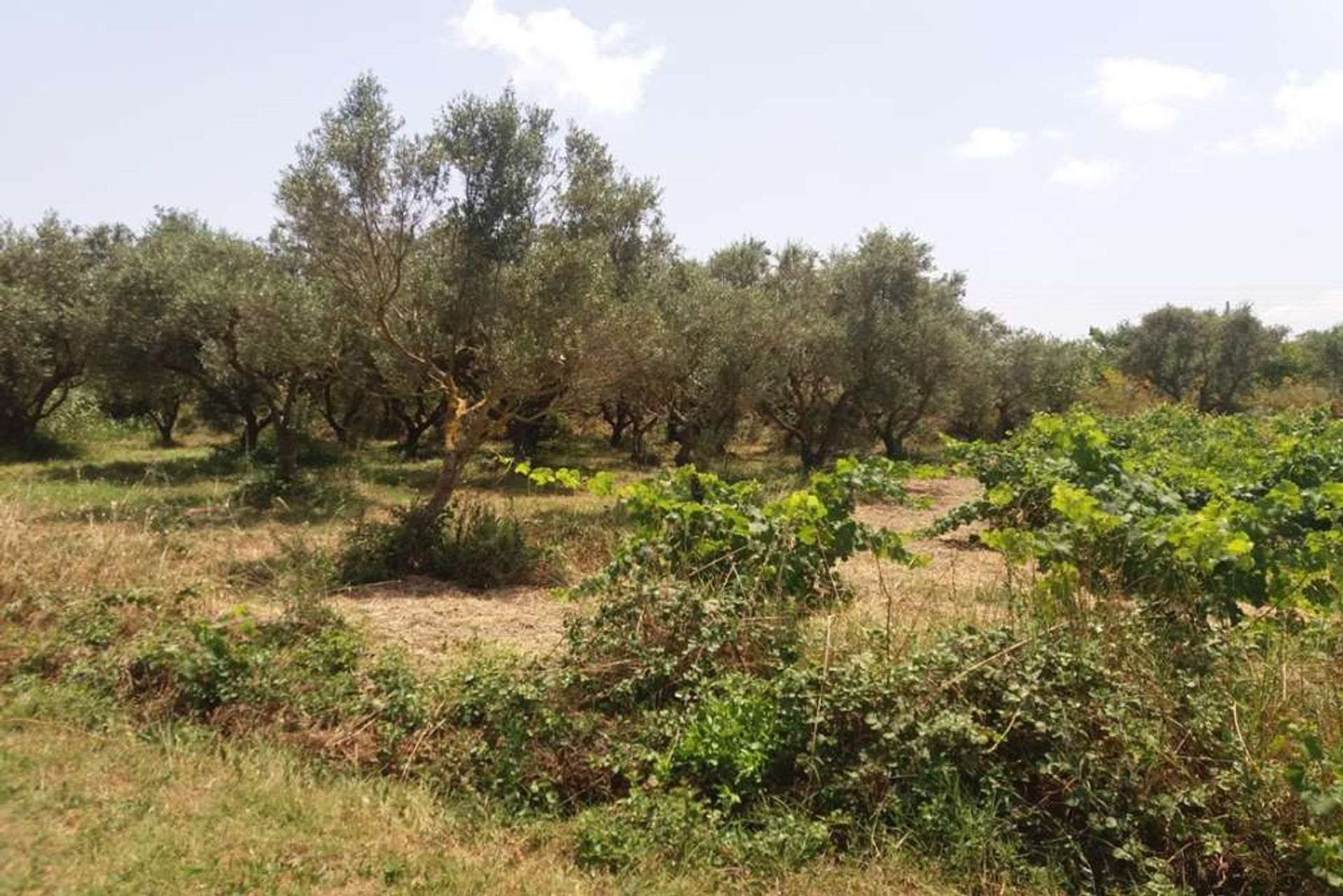 ארץ ב Zakynthos, Zakinthos 10086695