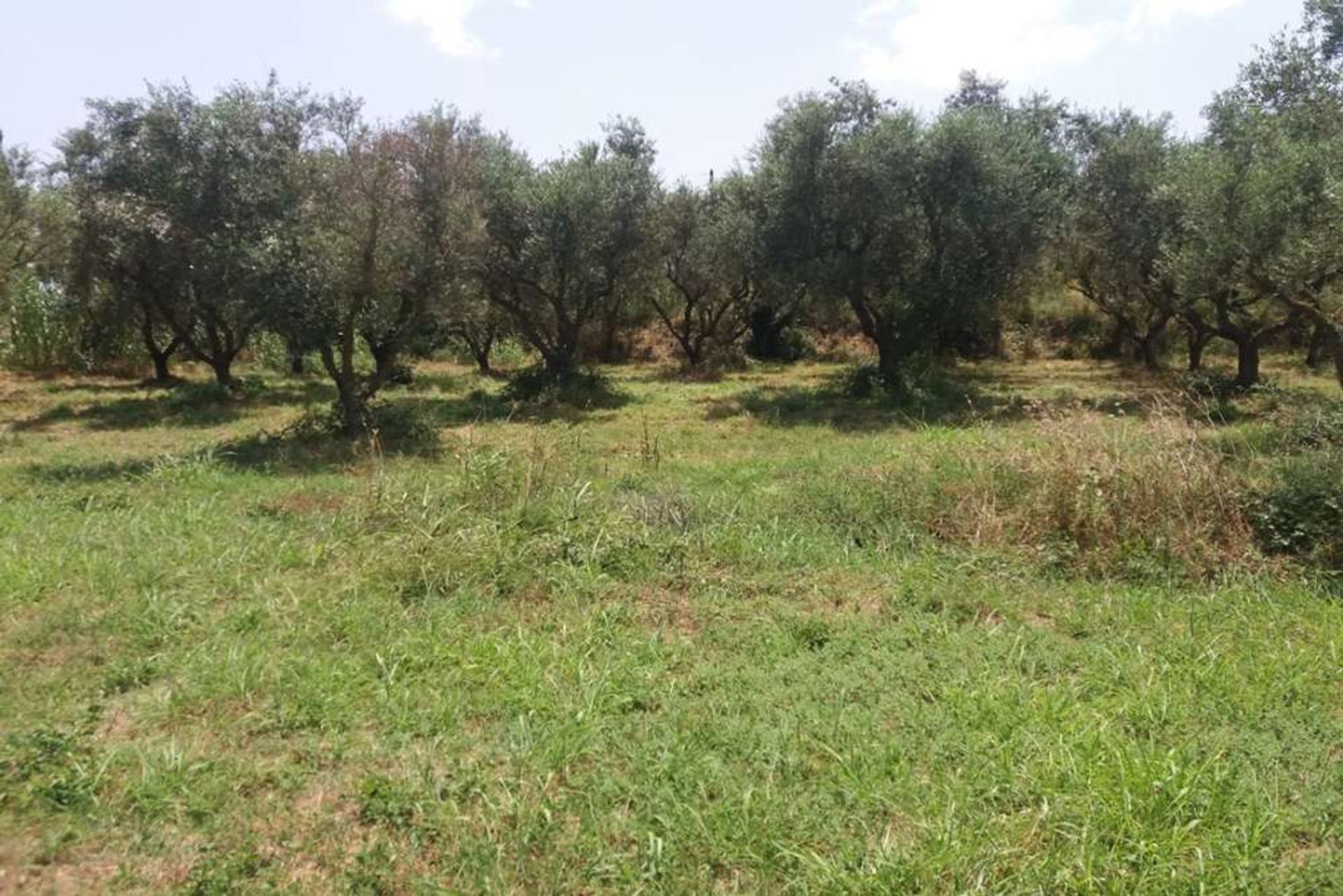 ארץ ב Zakynthos, Zakinthos 10086695