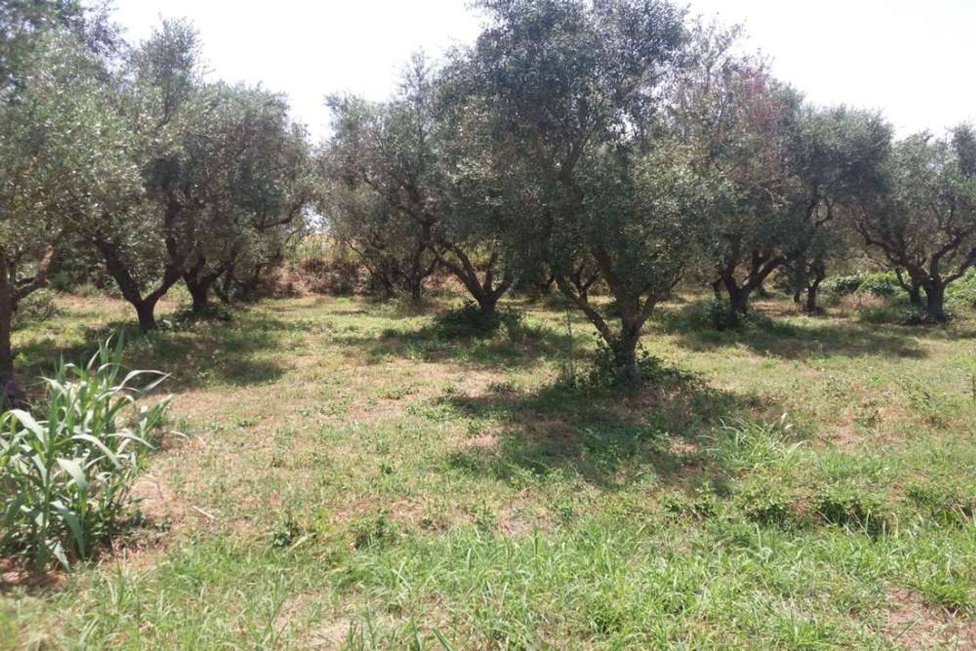 ארץ ב Zakynthos, Zakinthos 10086695