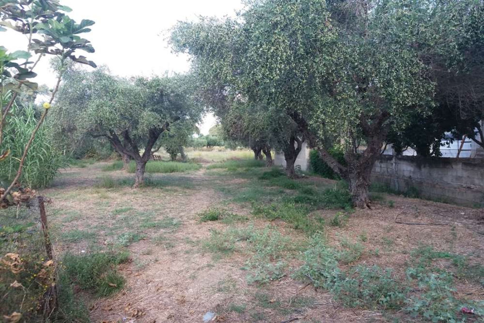 Land im Zakynthos, Zakinthos 10086696