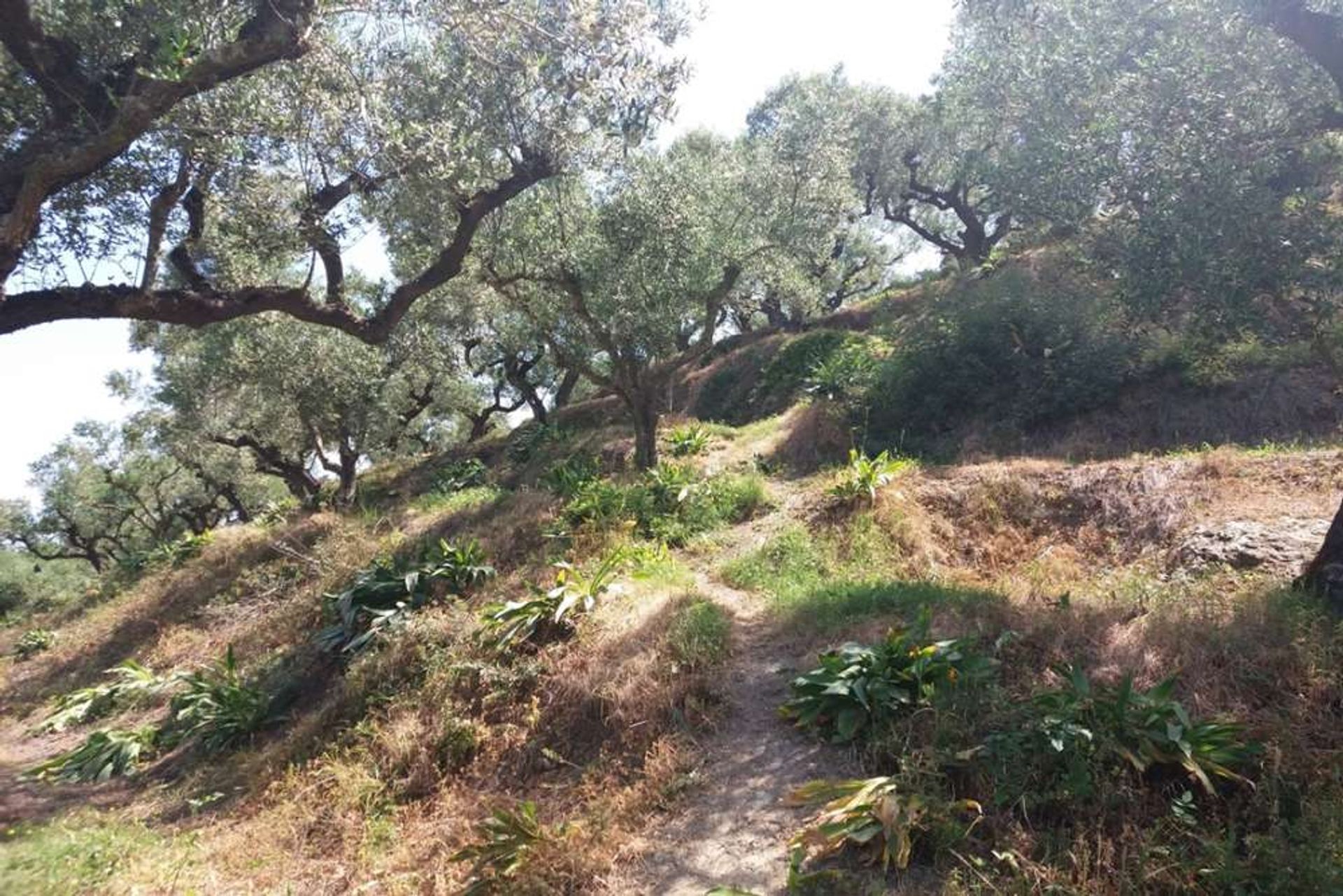 Land im Zakynthos, Zakinthos 10086697