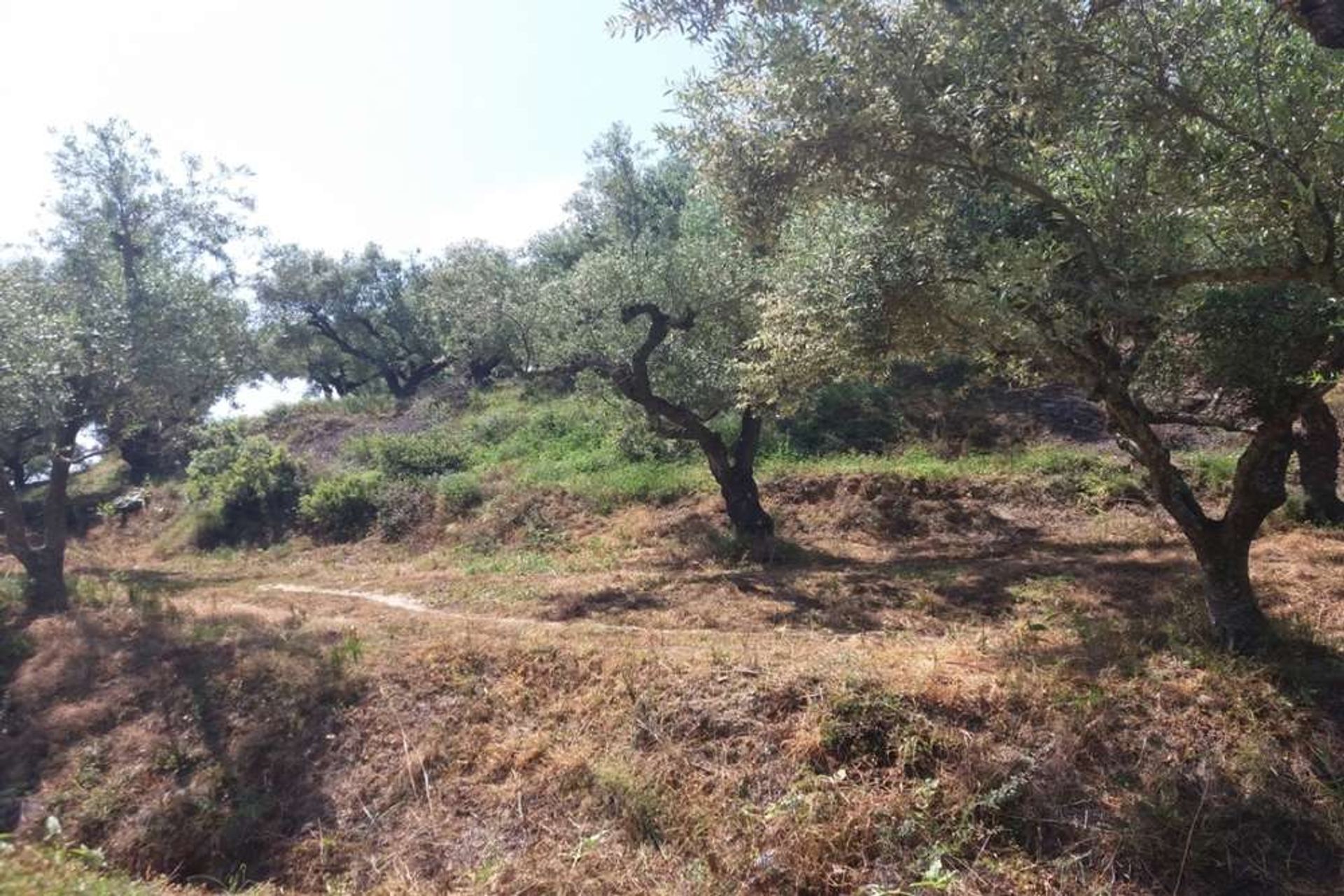 ארץ ב Zakynthos, Zakinthos 10086697