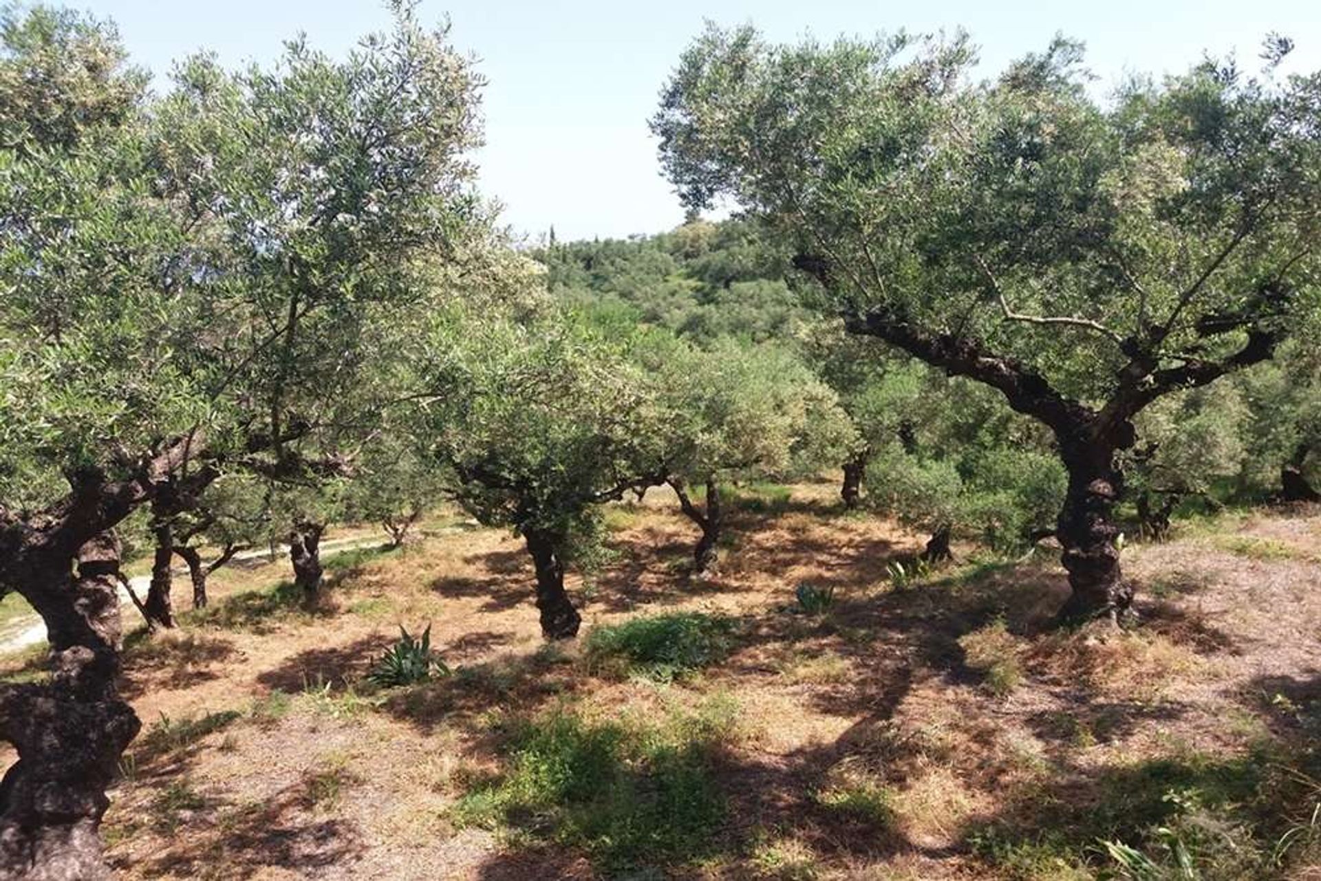 Tanah dalam Zakynthos, Zakinthos 10086697