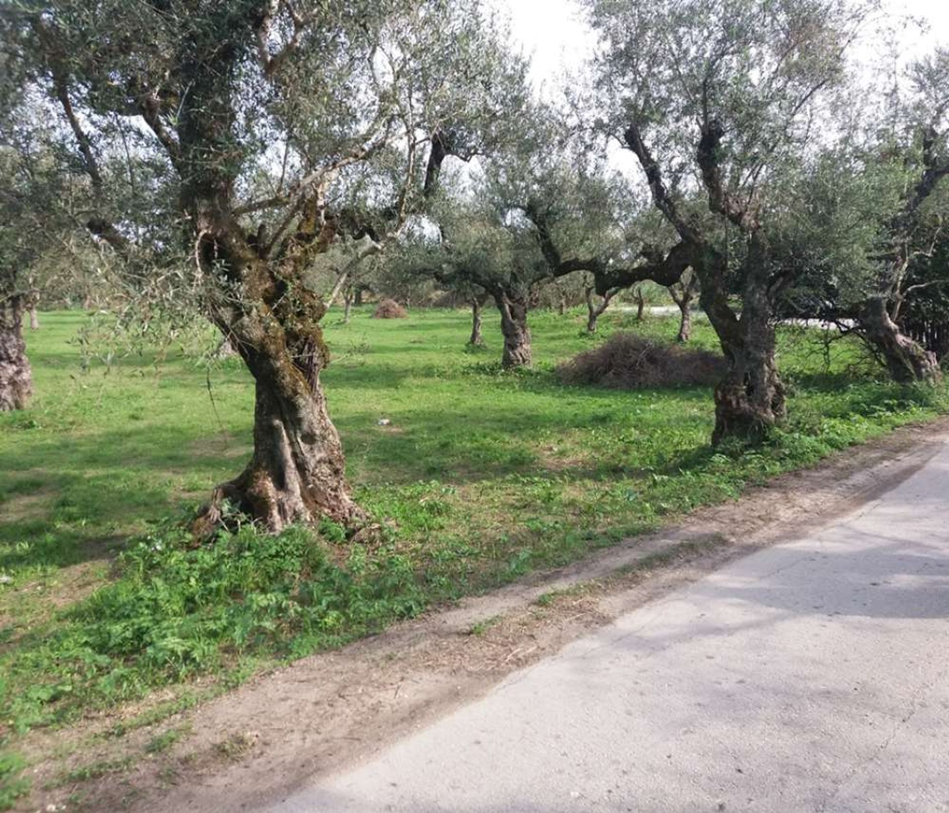 ארץ ב Zakynthos, Zakinthos 10086698