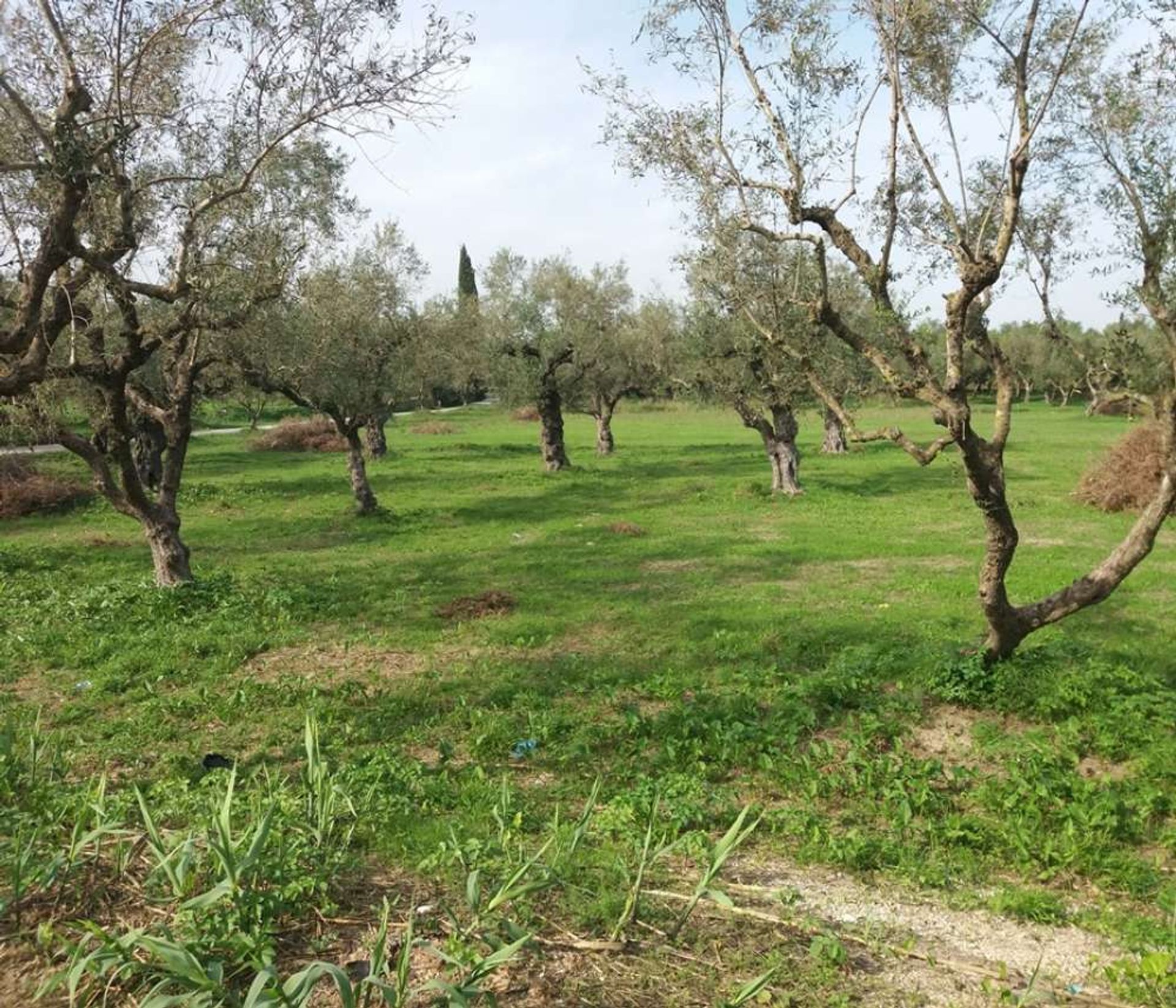 ארץ ב Zakynthos, Zakinthos 10086698