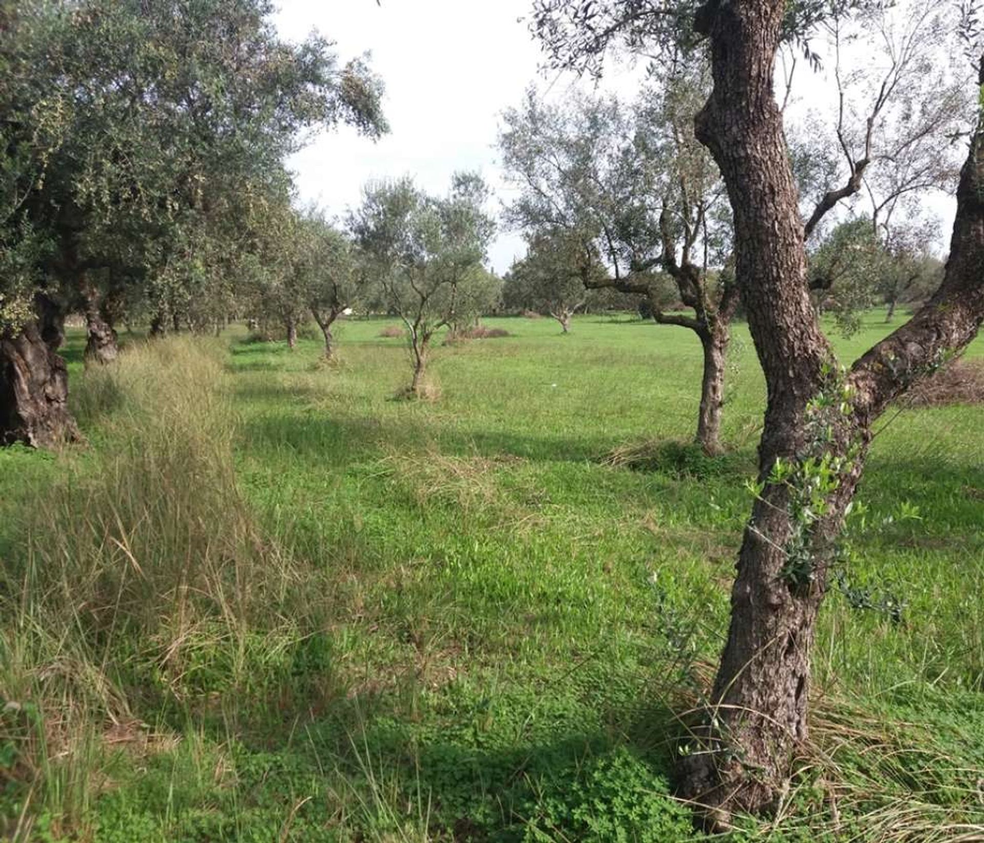 ארץ ב Zakynthos, Zakinthos 10086698