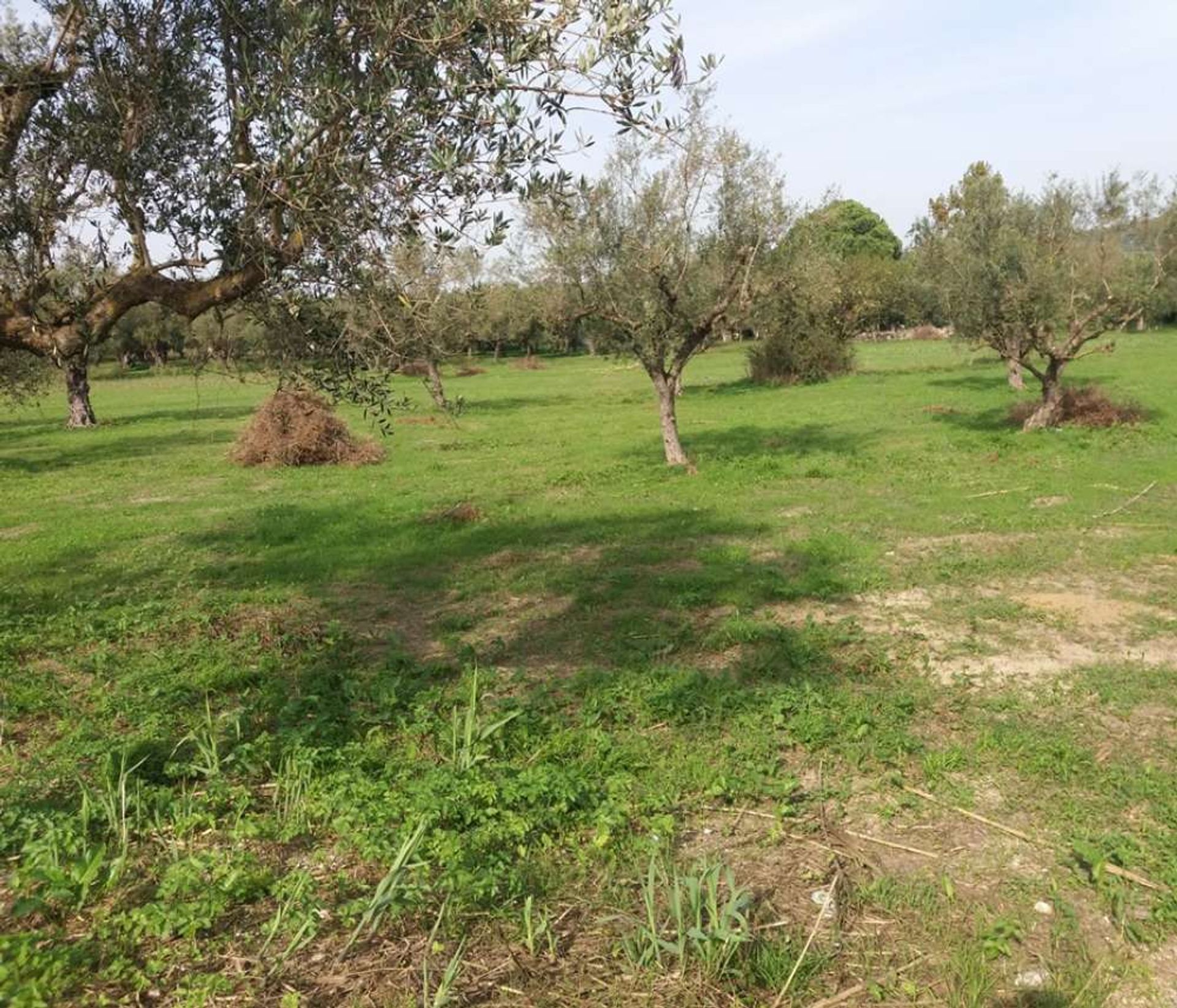 ארץ ב Zakynthos, Zakinthos 10086698