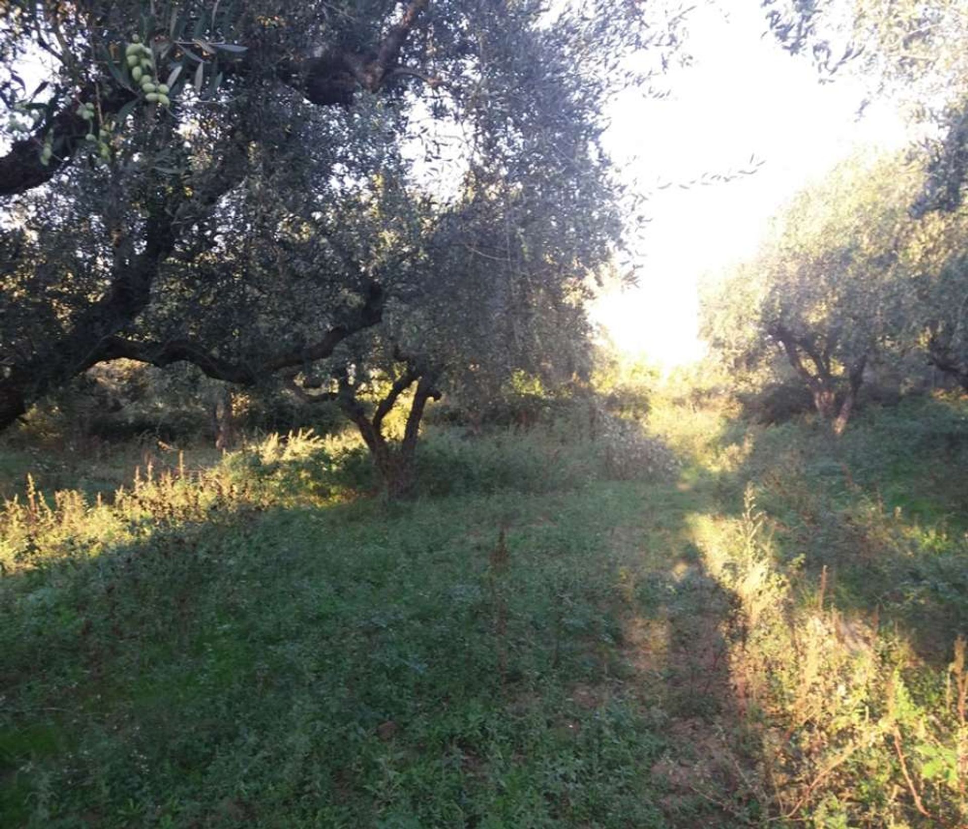 土地 在 Zakynthos, Zakinthos 10086699