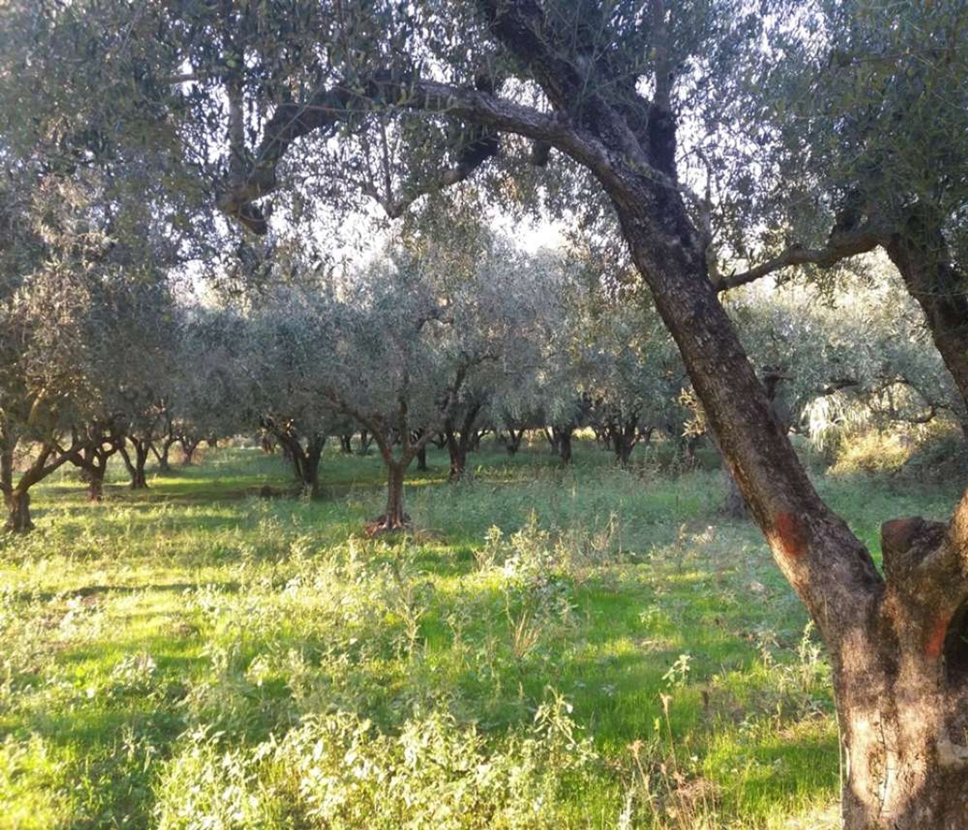 Земельные участки в Zakynthos, Zakinthos 10086699