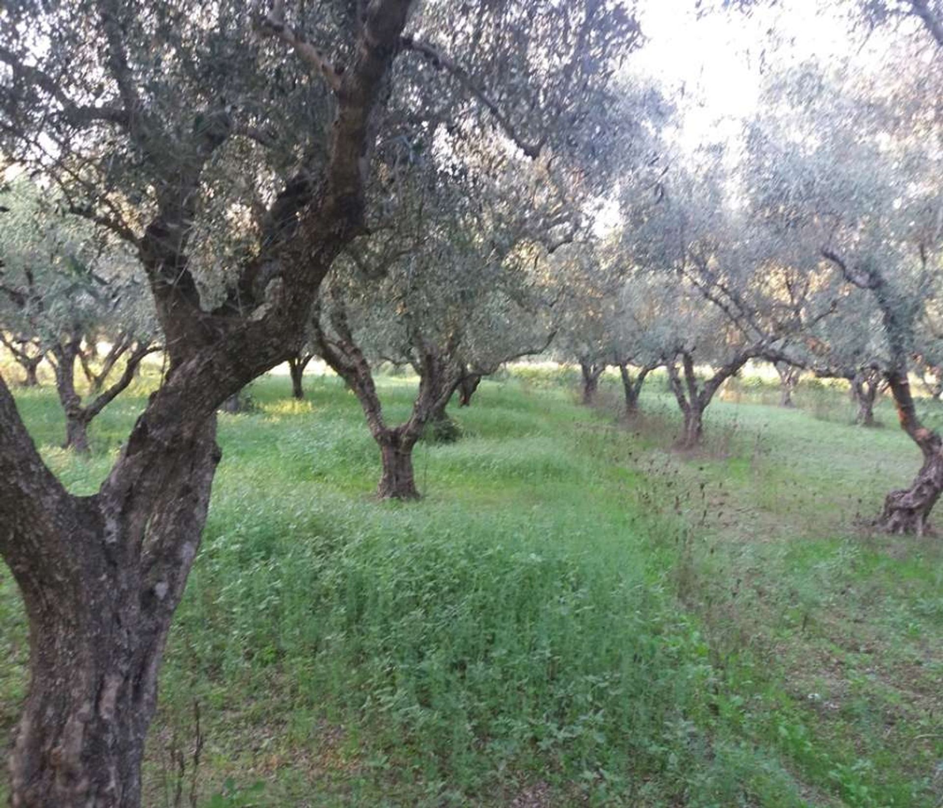 土地 在 Zakynthos, Zakinthos 10086699