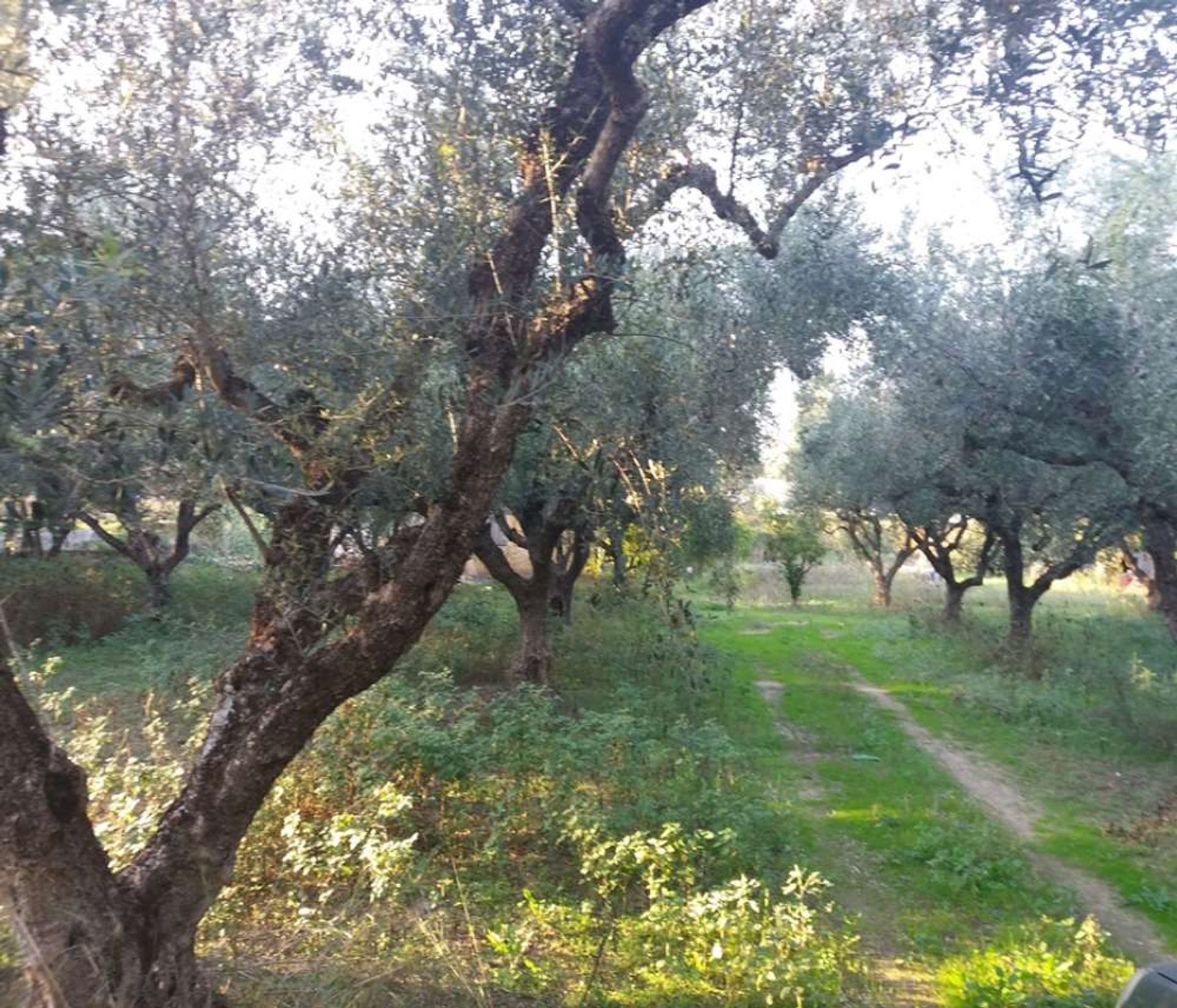 土地 在 Zakynthos, Zakinthos 10086699