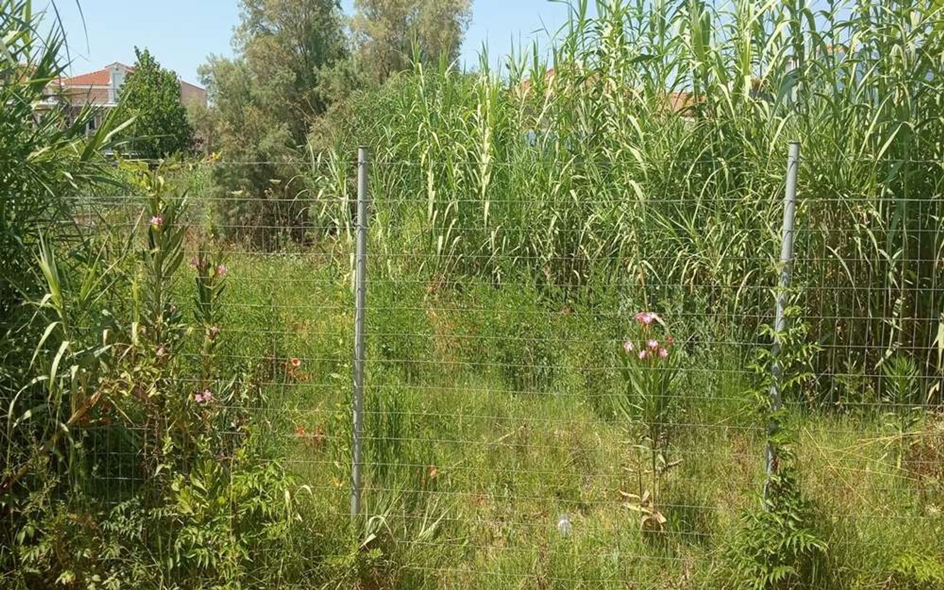 Land im Zakynthos, Zakinthos 10086700