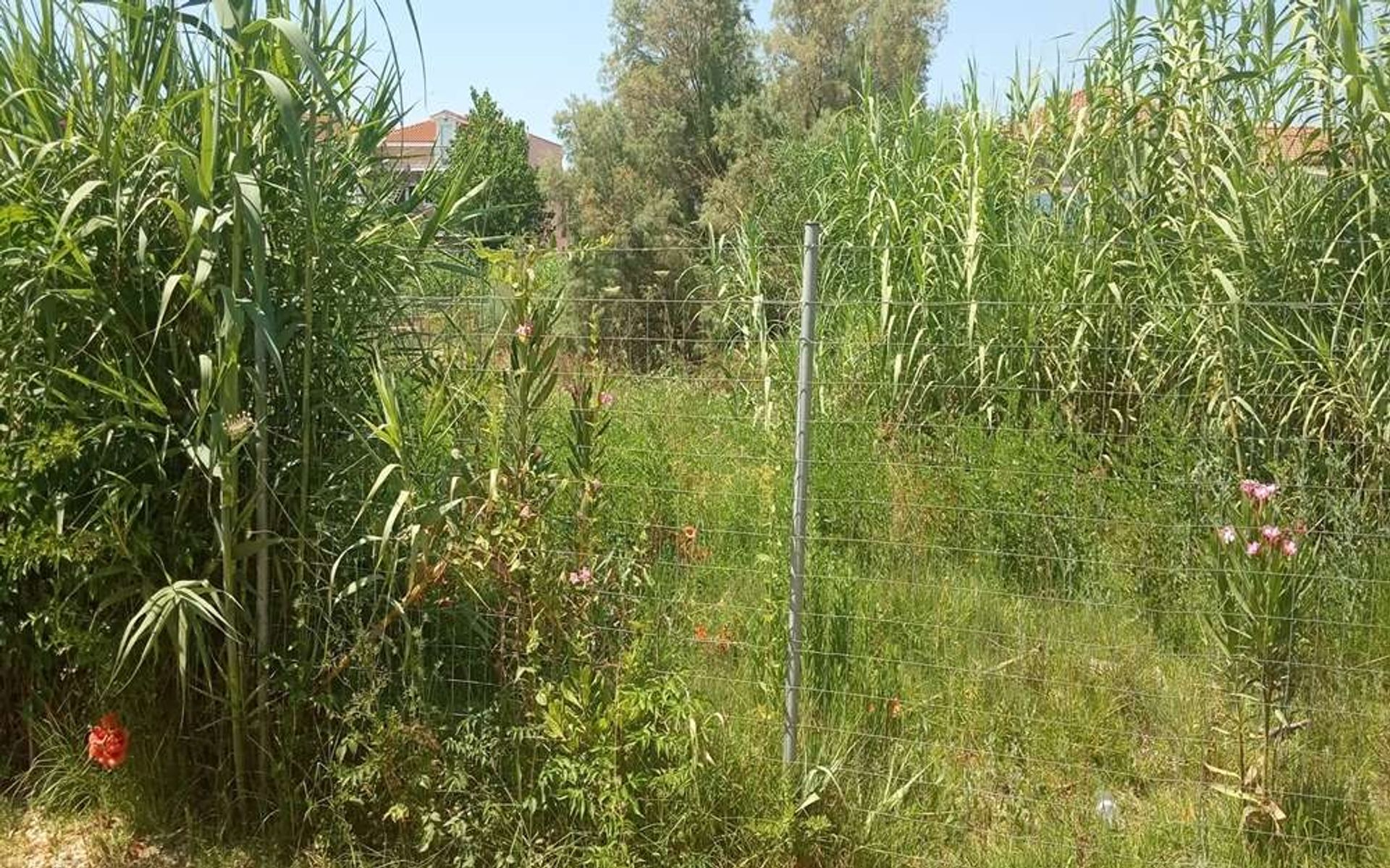 Land im Zakynthos, Zakinthos 10086700