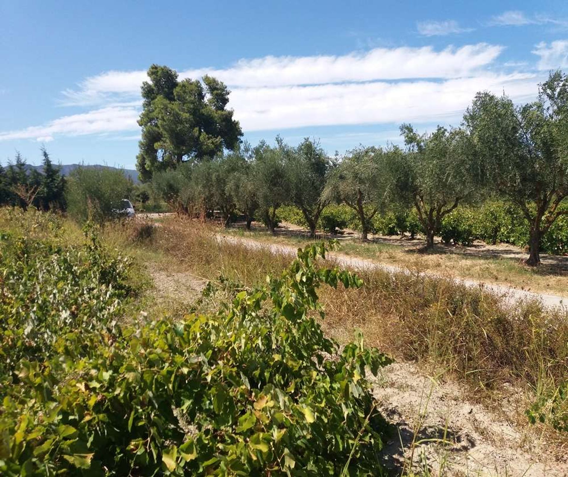 Земля в Zakynthos, Zakinthos 10086708