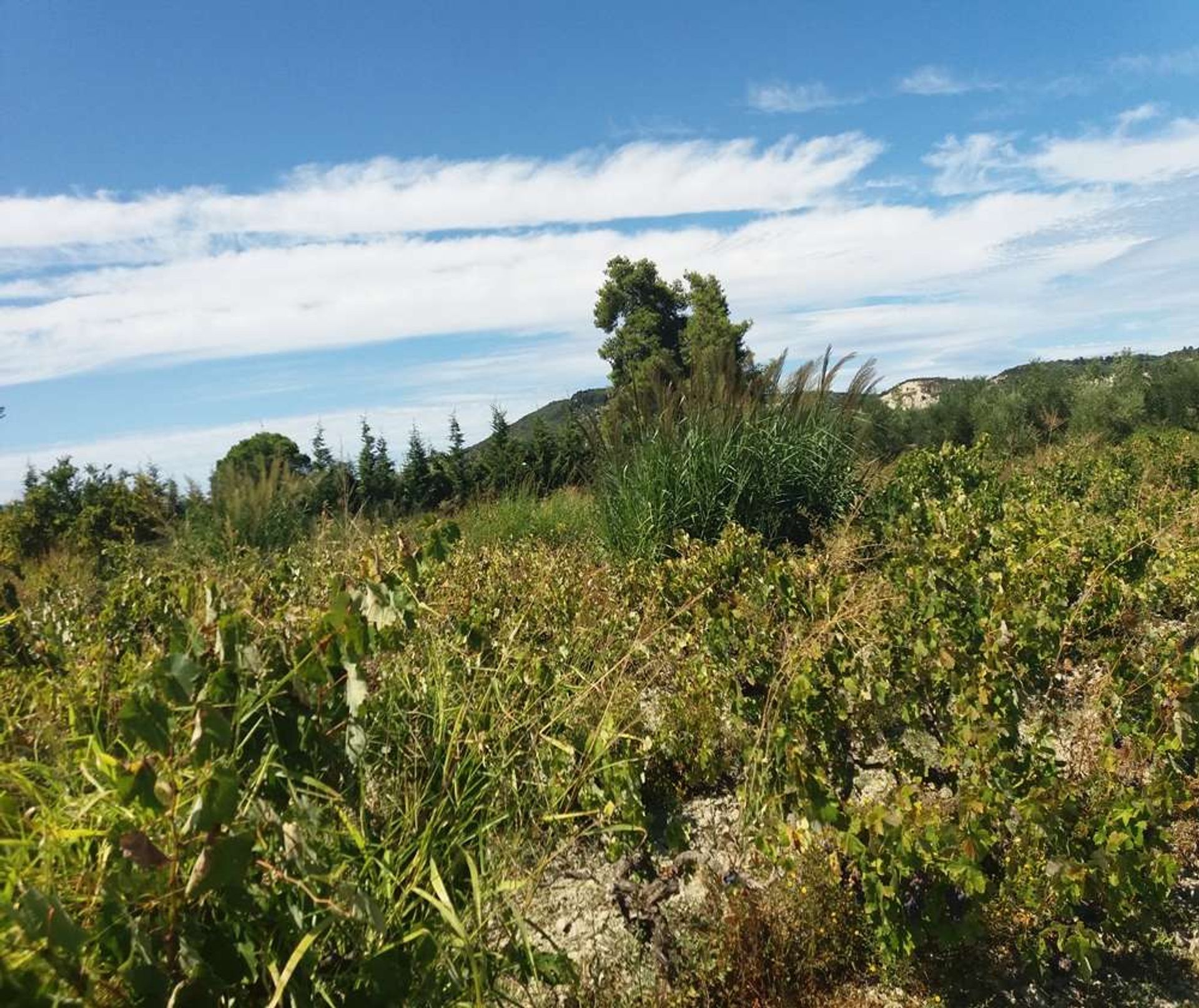 Tierra en Zakynthos, Zakinthos 10086708