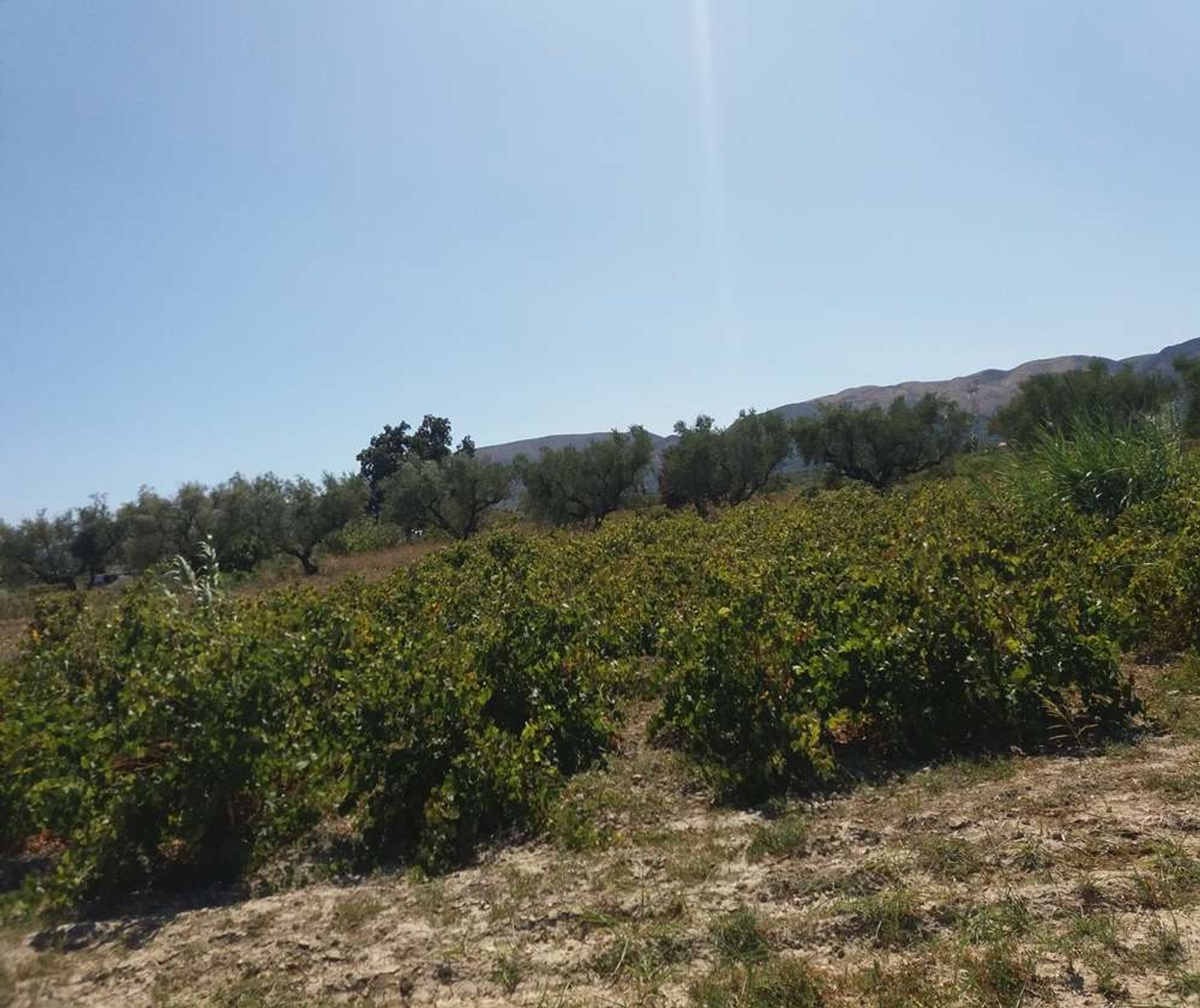 Tierra en Zakynthos, Zakinthos 10086708