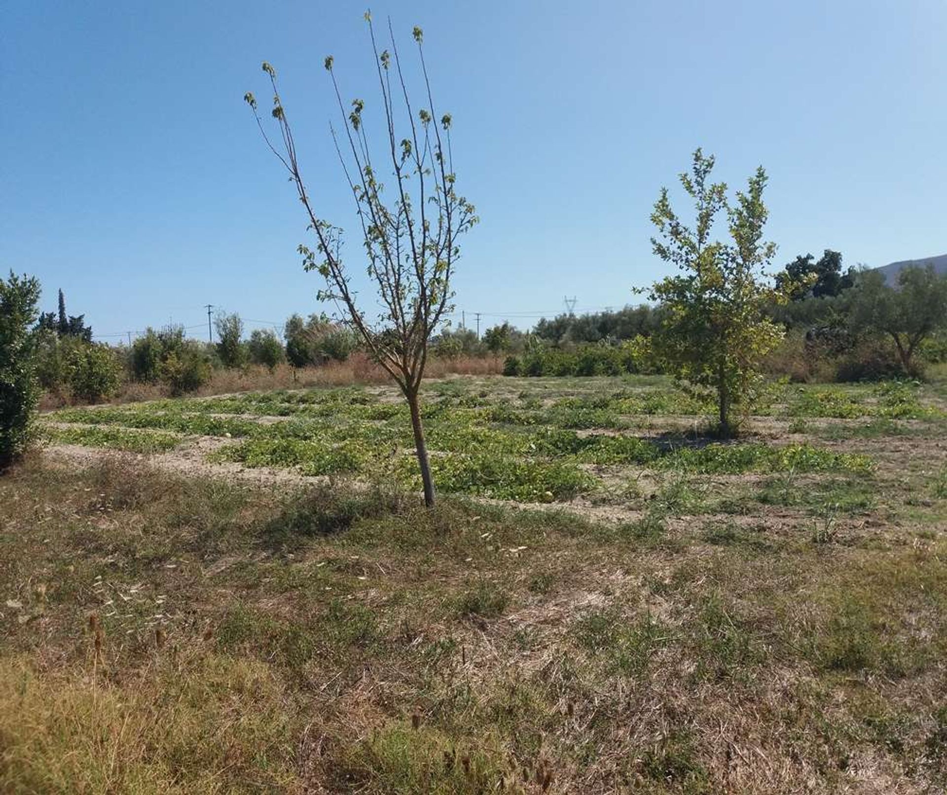 Land im Zakynthos, Zakinthos 10086708