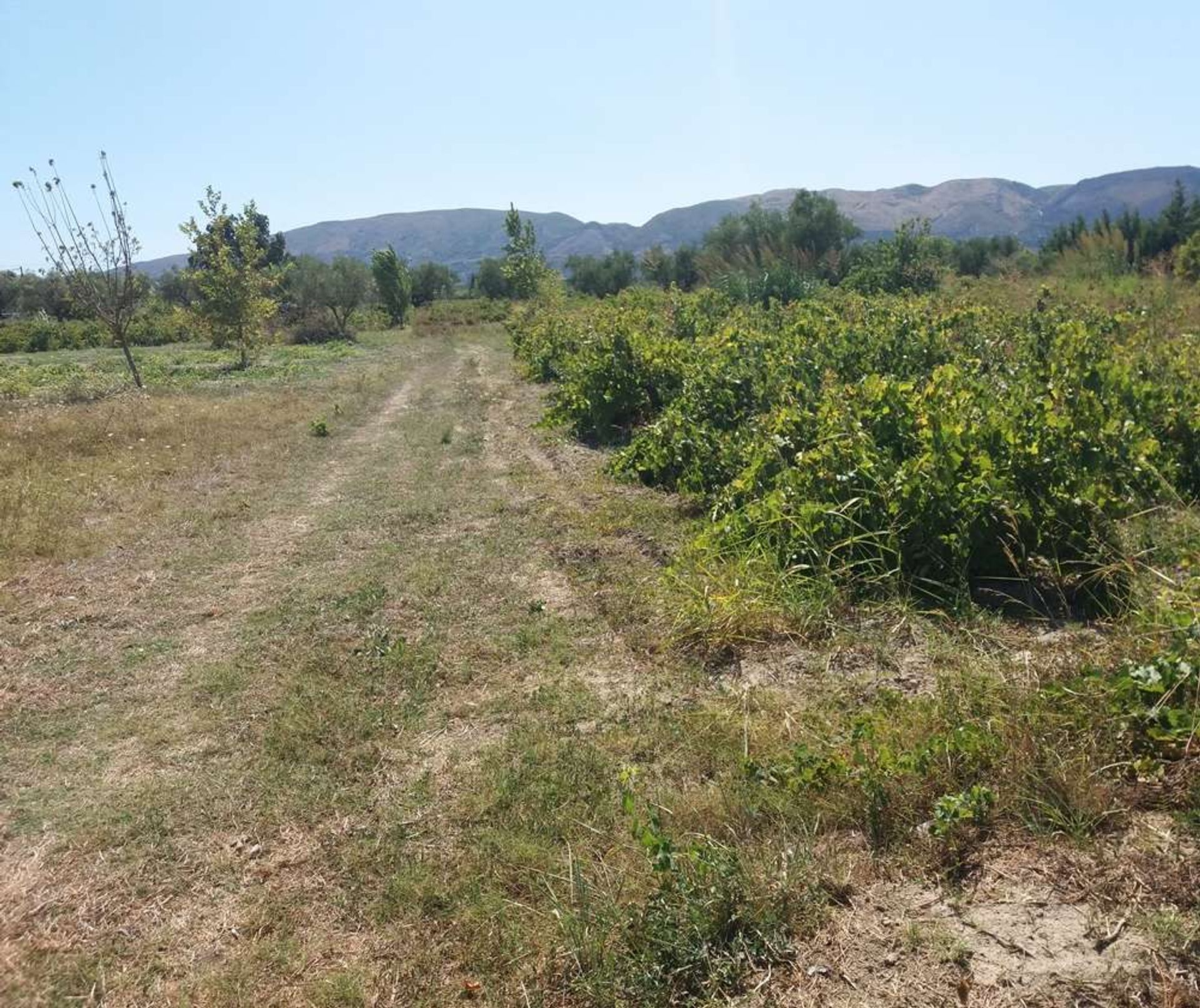 Tierra en bochalí, Jonia Nisia 10086708