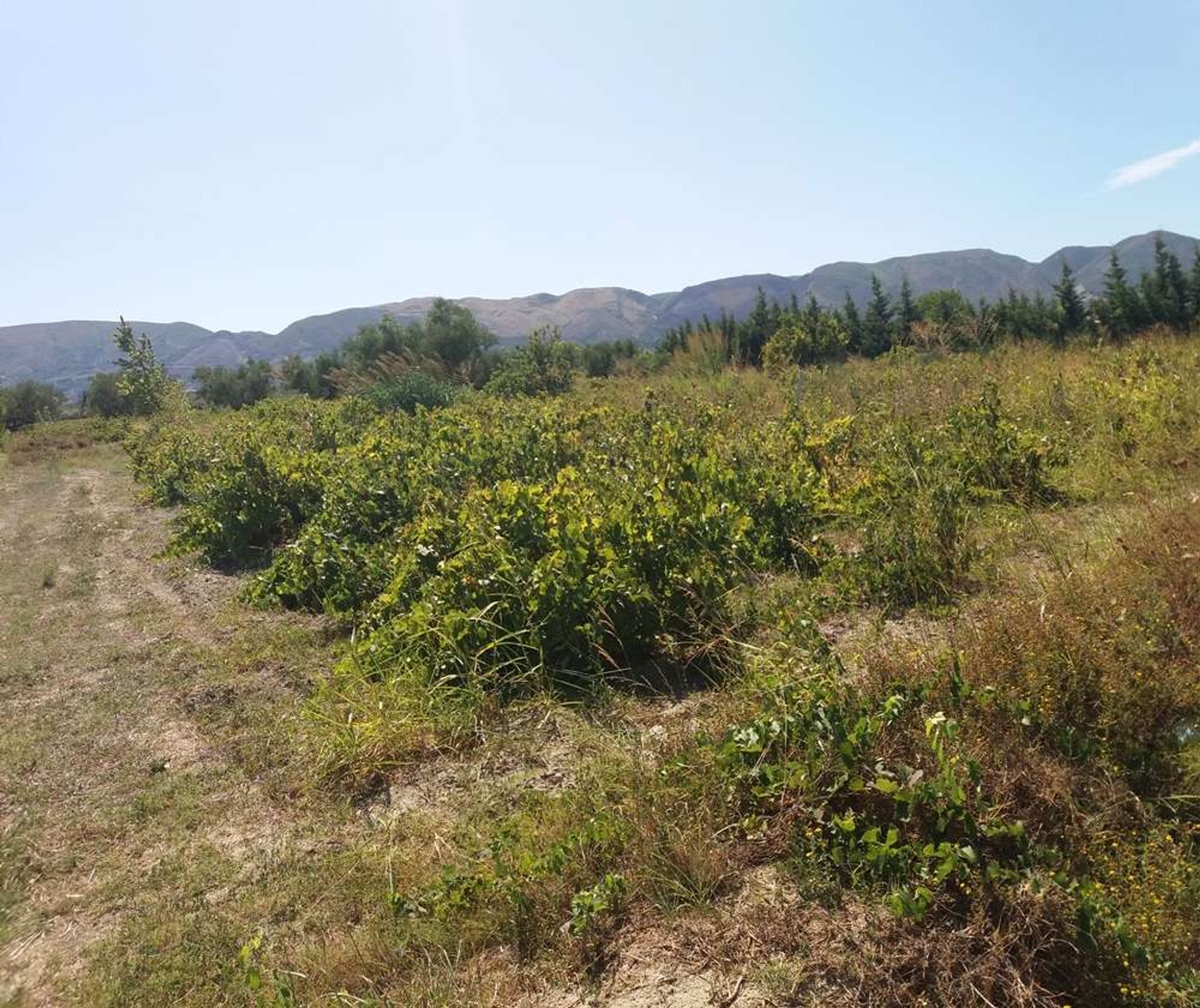 Tierra en bochalí, Jonia Nisia 10086708