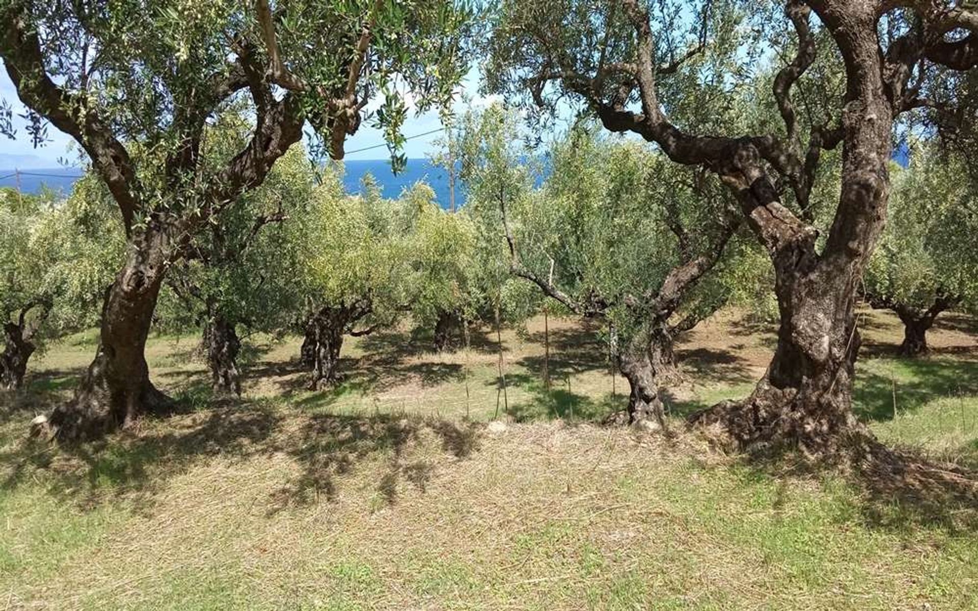 Tierra en bochalí, Jonia Nisia 10086712