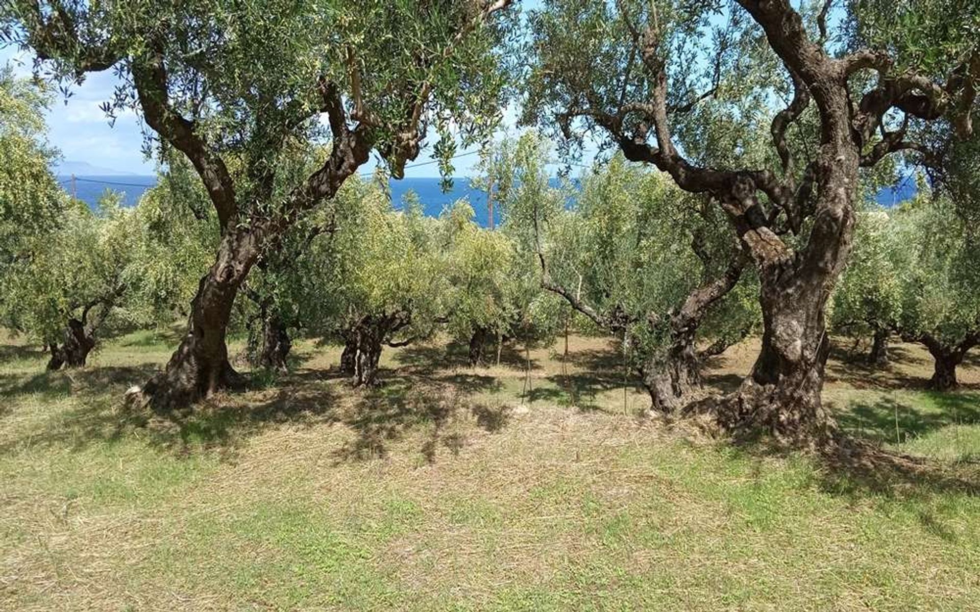 Tierra en bochalí, Jonia Nisia 10086712