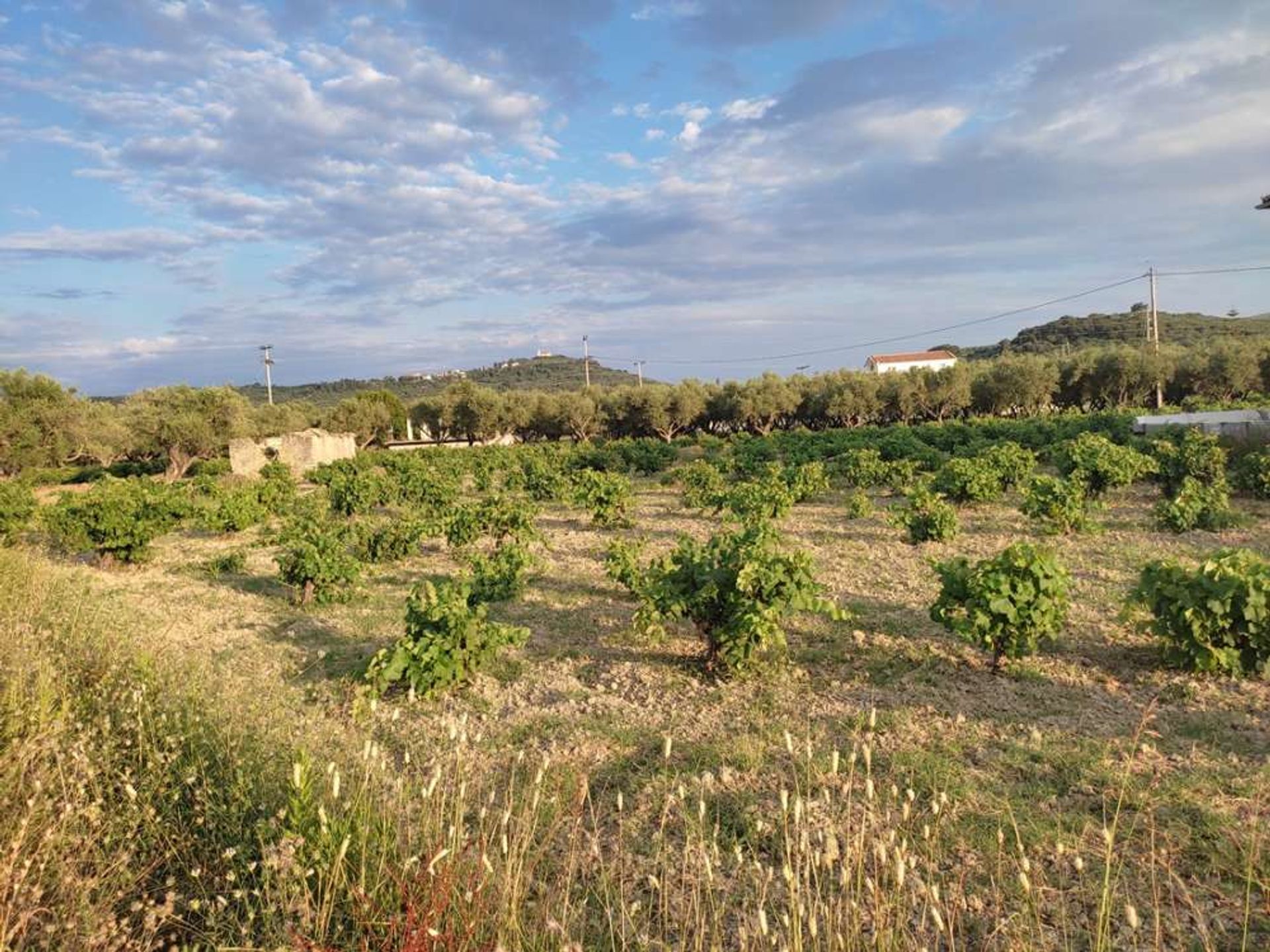 Land in Zakynthos, Zakinthos 10086717