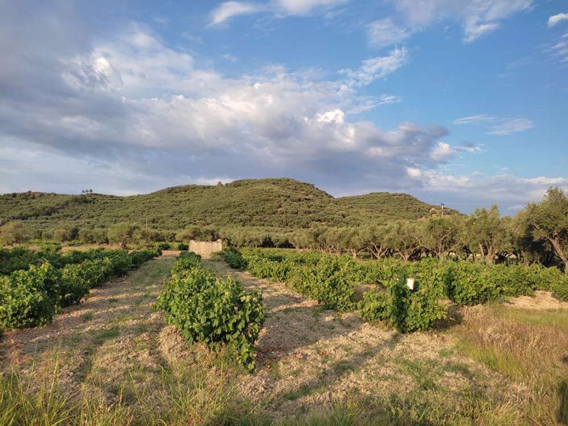 Land in Zakynthos, Zakinthos 10086717