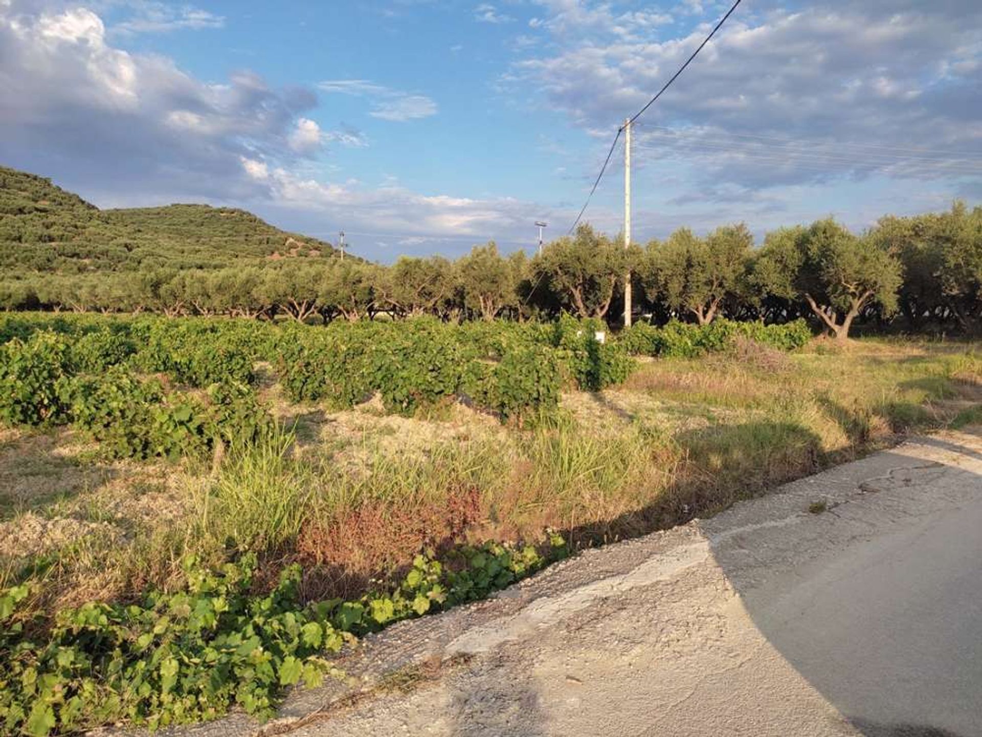 Tierra en bochalí, Jonia Nisia 10086717