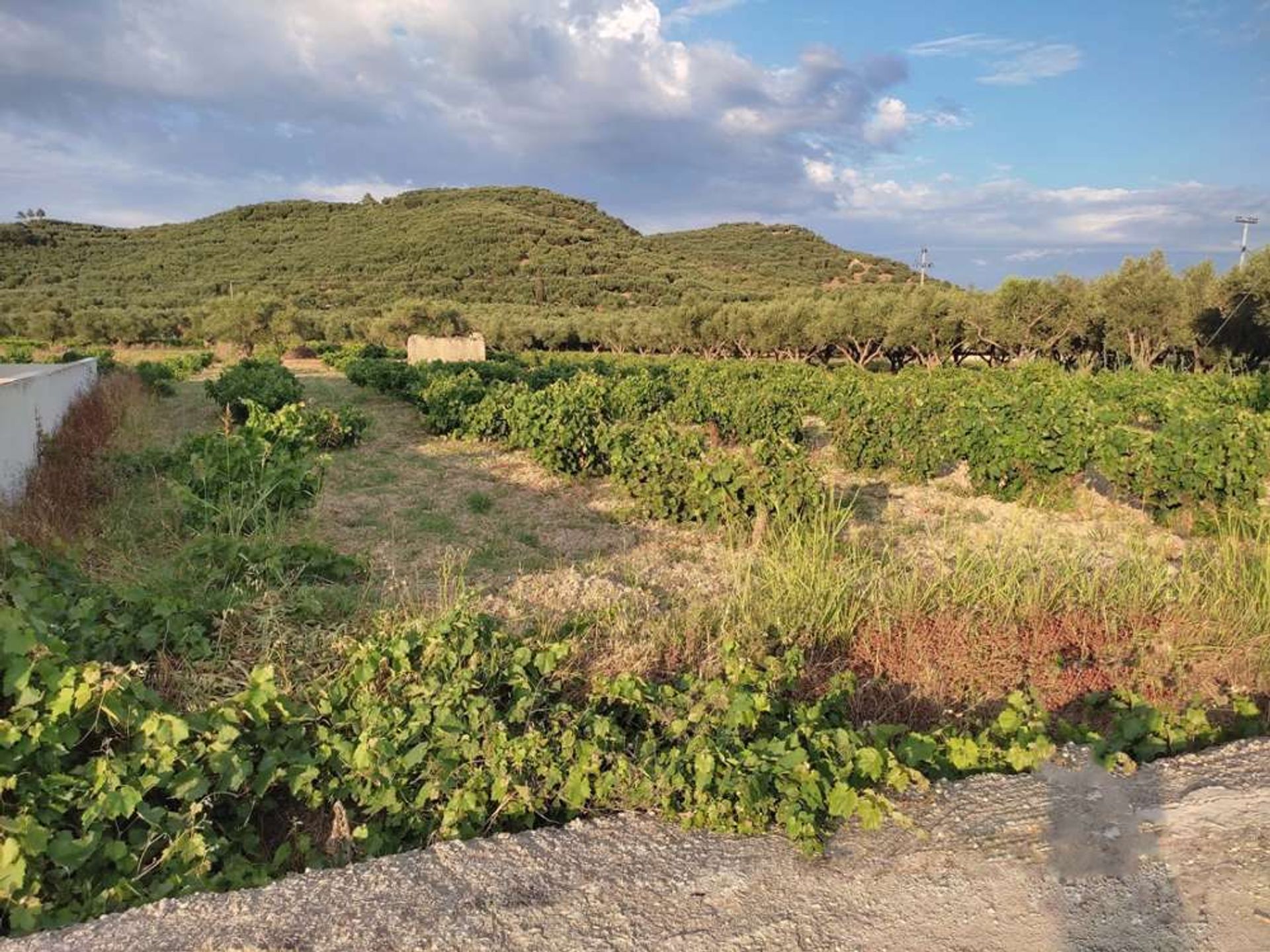 Tierra en bochalí, Jonia Nisia 10086717