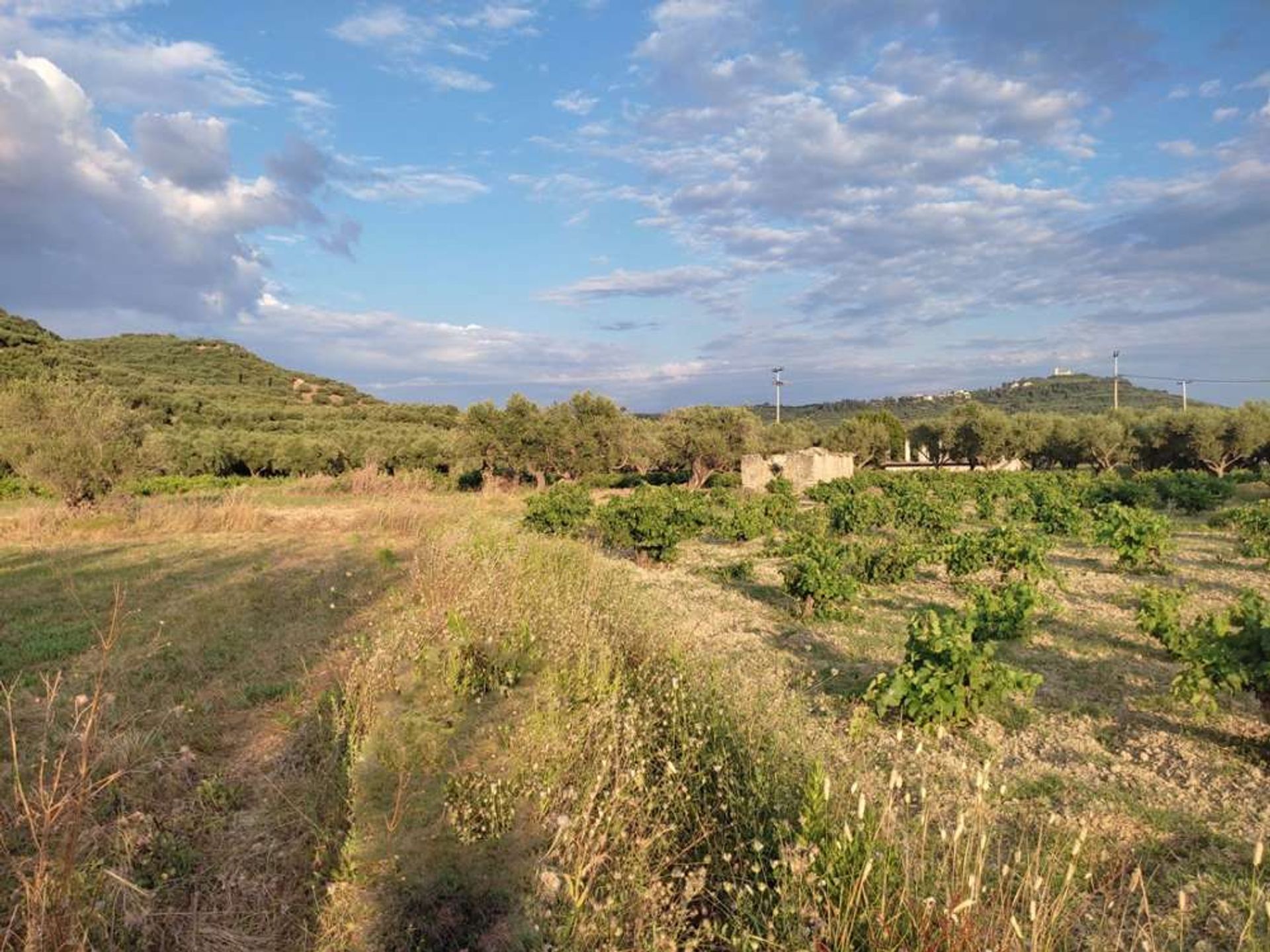 Tierra en bochalí, Jonia Nisia 10086717