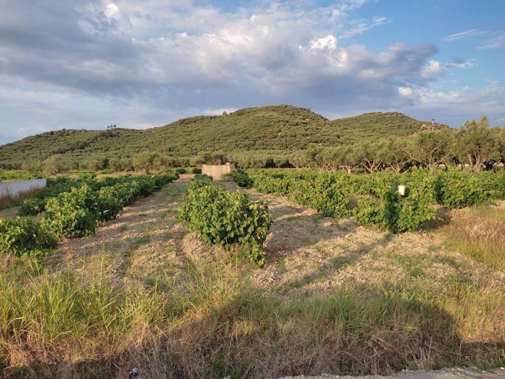 Tierra en bochalí, Jonia Nisia 10086717