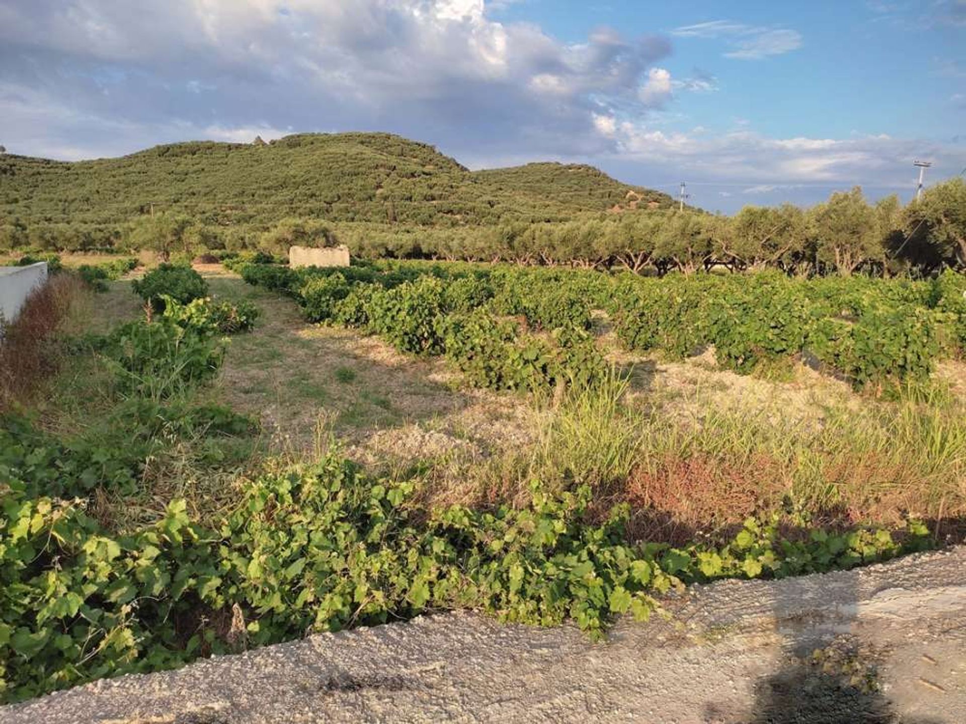 Land in Zakynthos, Zakinthos 10086717