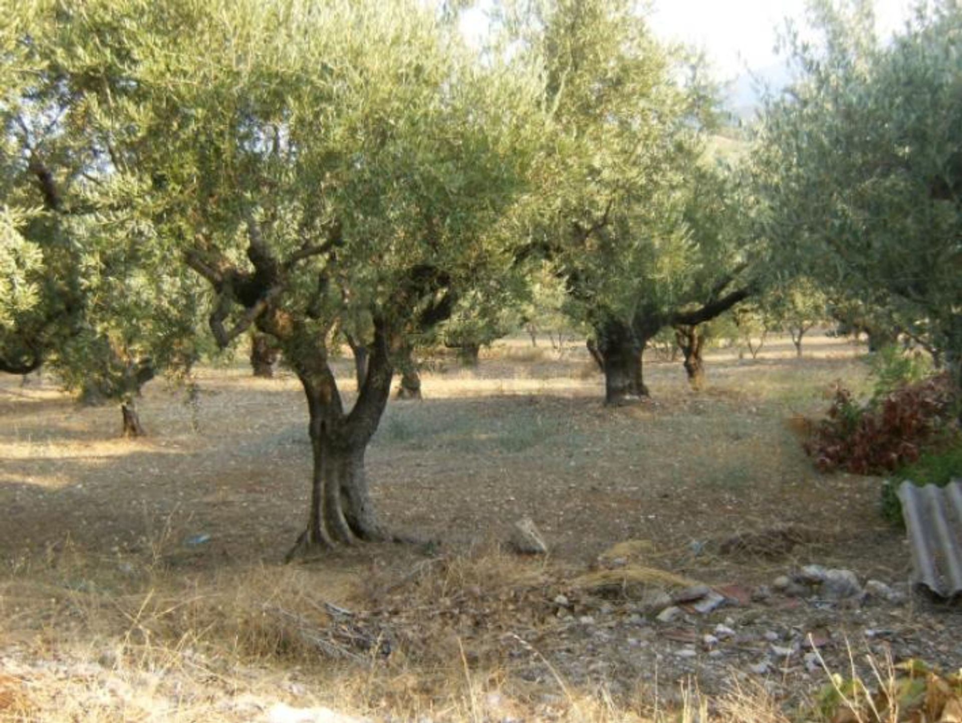 Land in Pantokratoras, Ionia Nisia 10086722