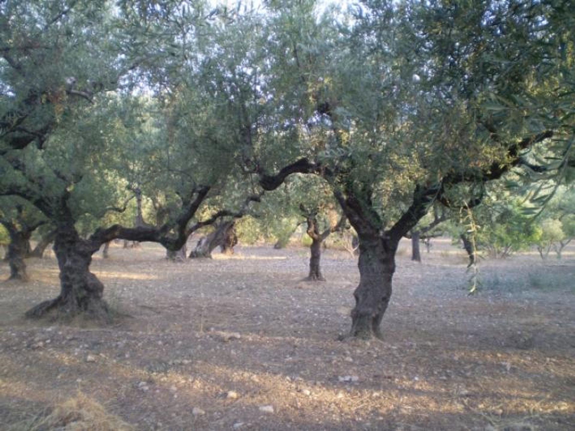 भूमि में Zakynthos, Zakinthos 10086722