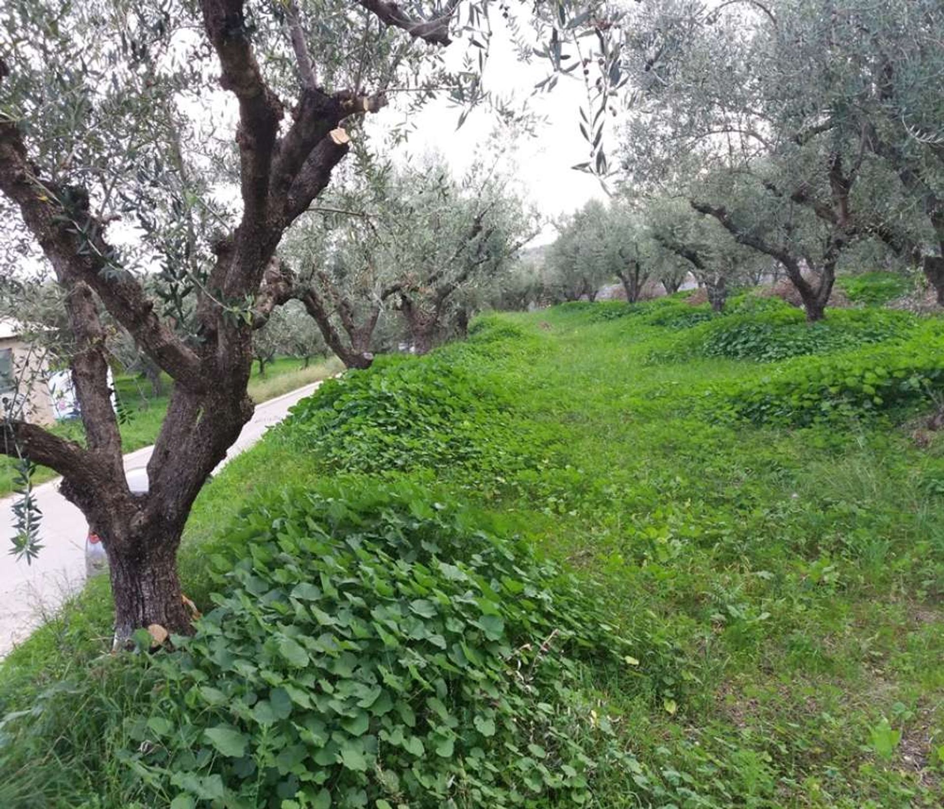 Земля в Zakynthos, Zakinthos 10086731