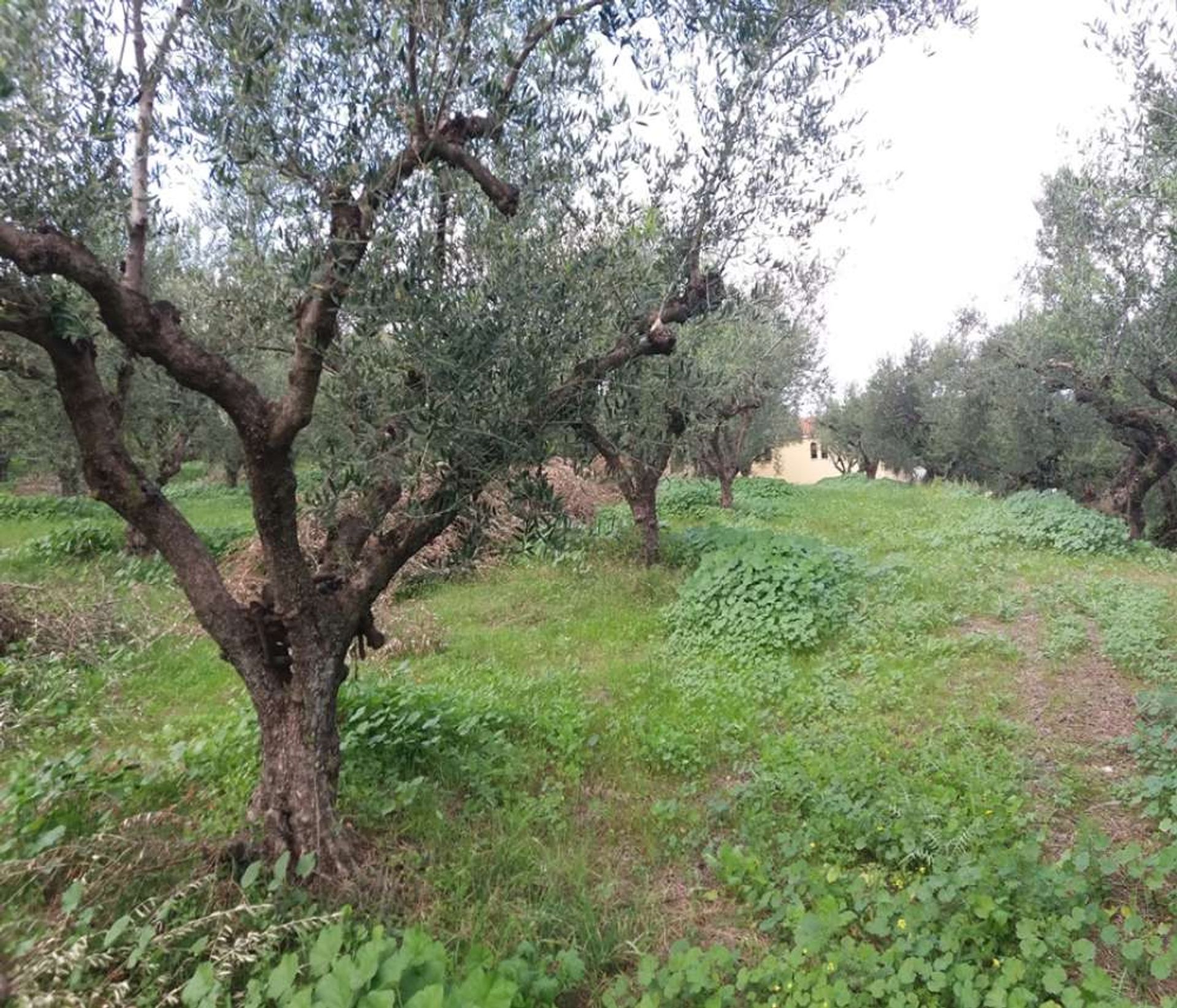 Земля в Zakynthos, Zakinthos 10086731