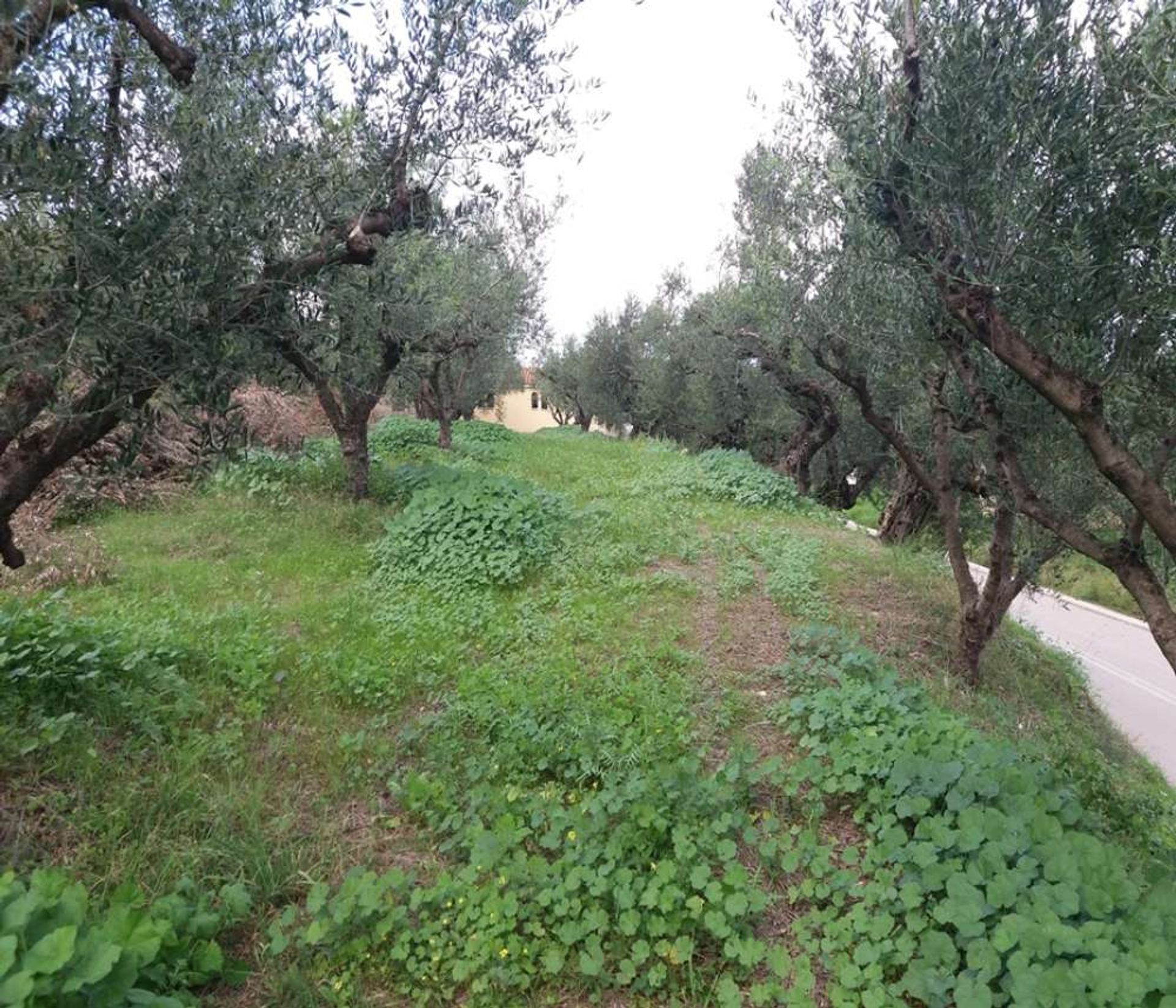 Maa sisään Zakynthos, Zakinthos 10086731