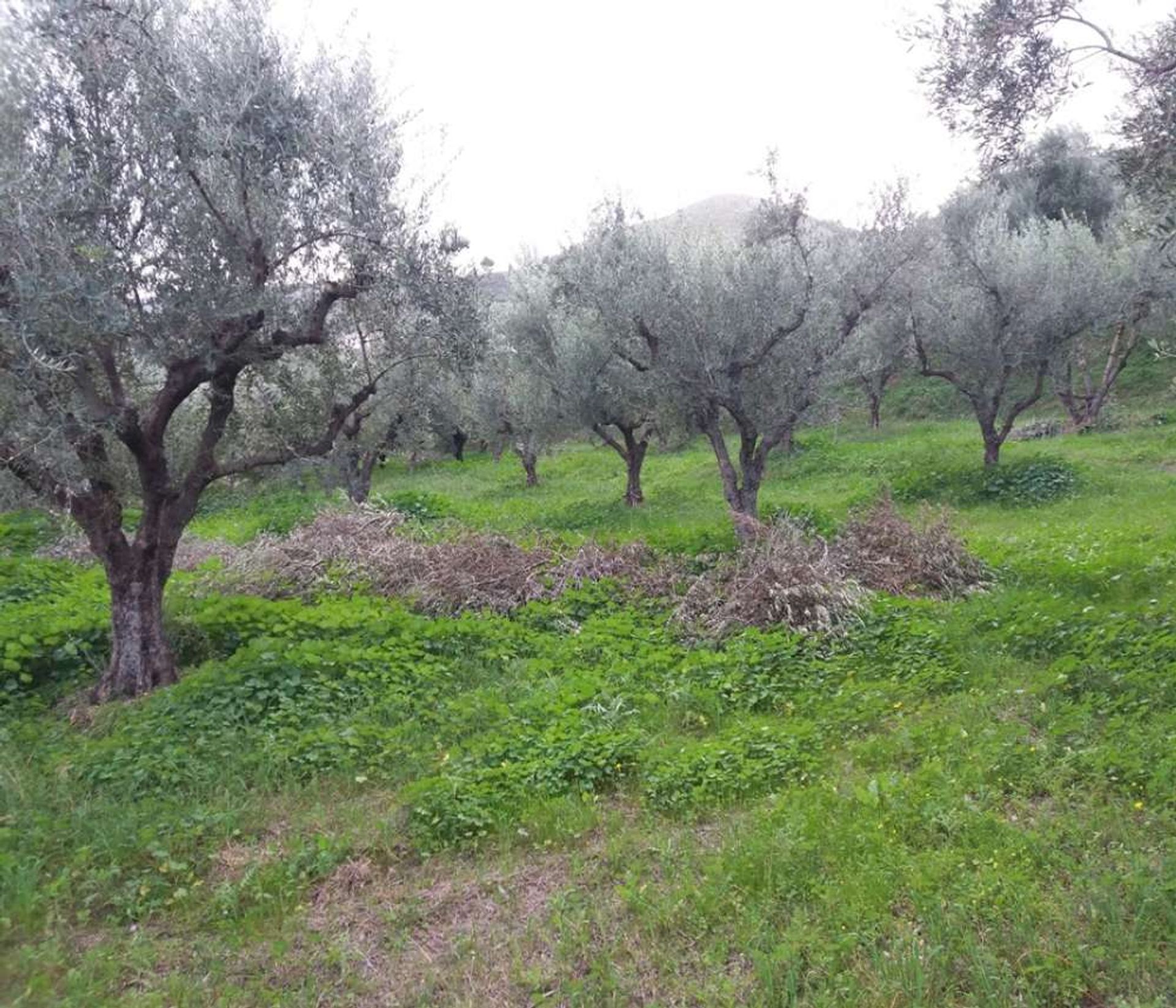 Земля в Zakynthos, Zakinthos 10086731