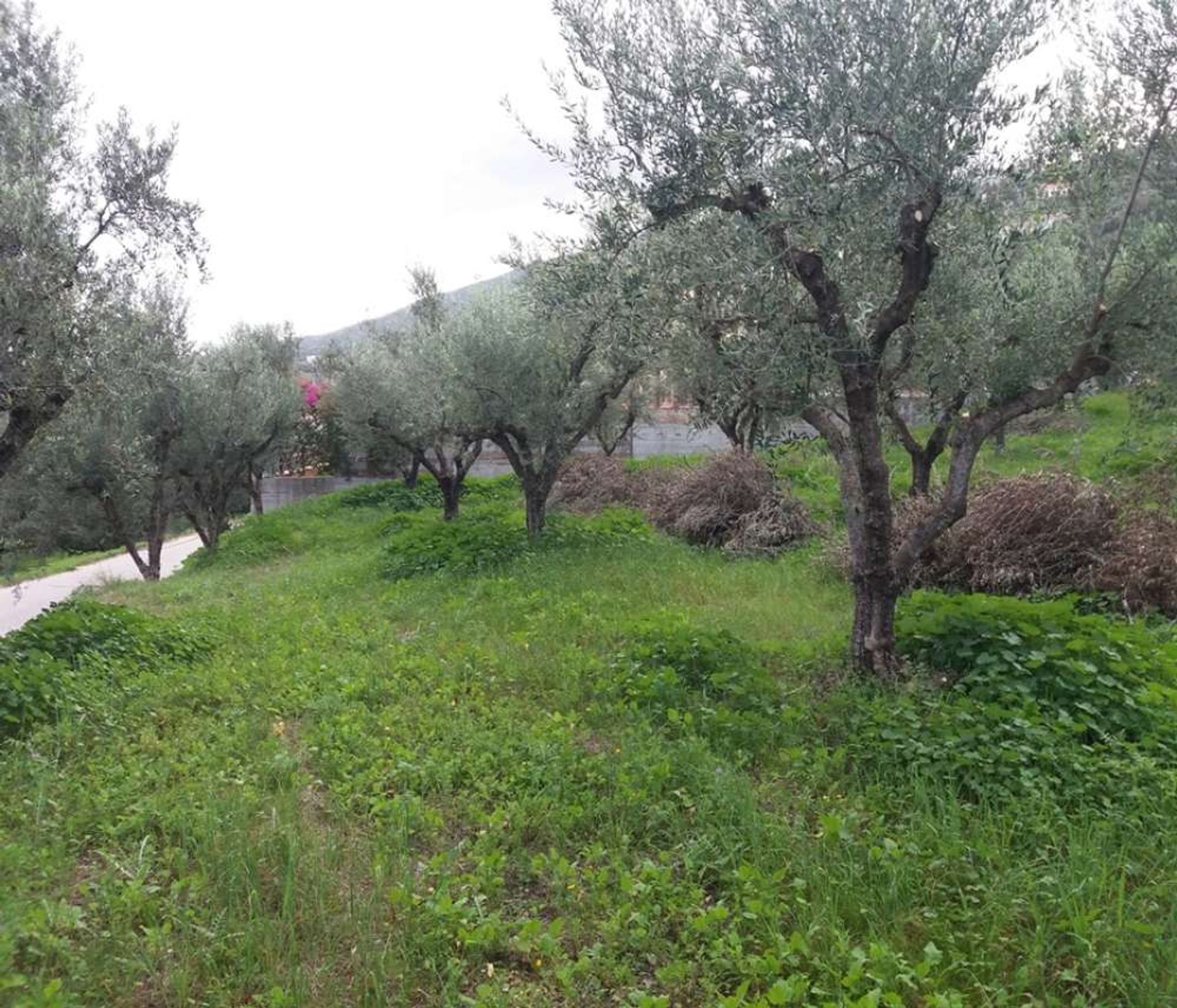 Maa sisään Zakynthos, Zakinthos 10086731