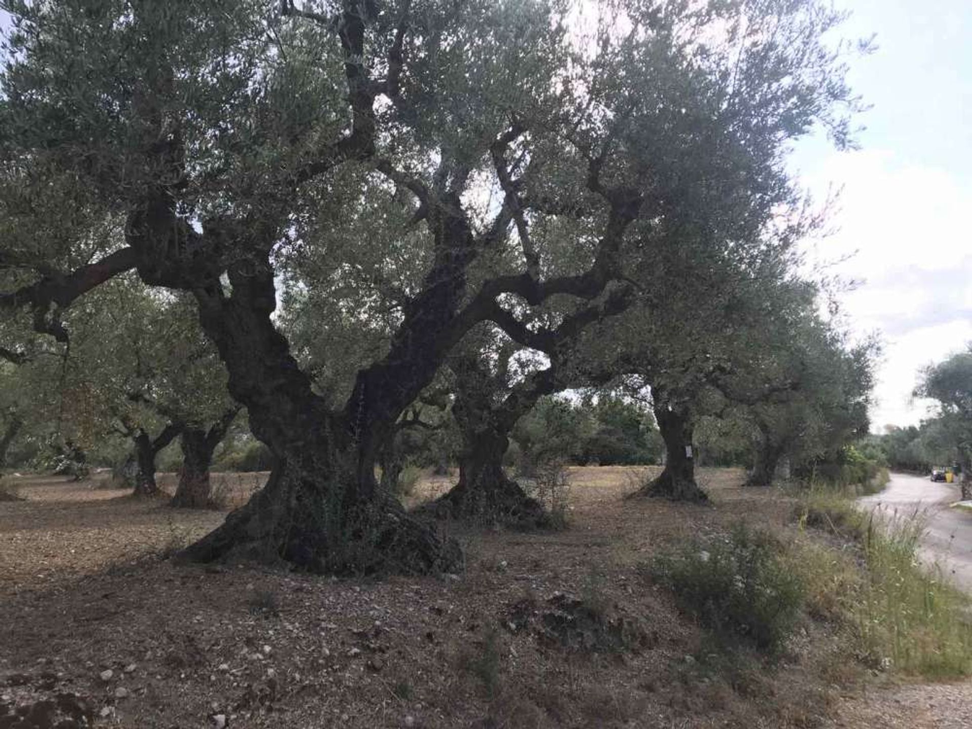 Земельные участки в Zakynthos, Zakinthos 10086735