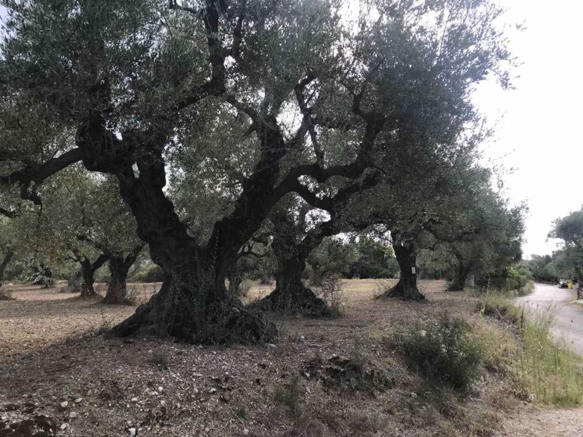 Jord i Zakynthos, Zakinthos 10086735