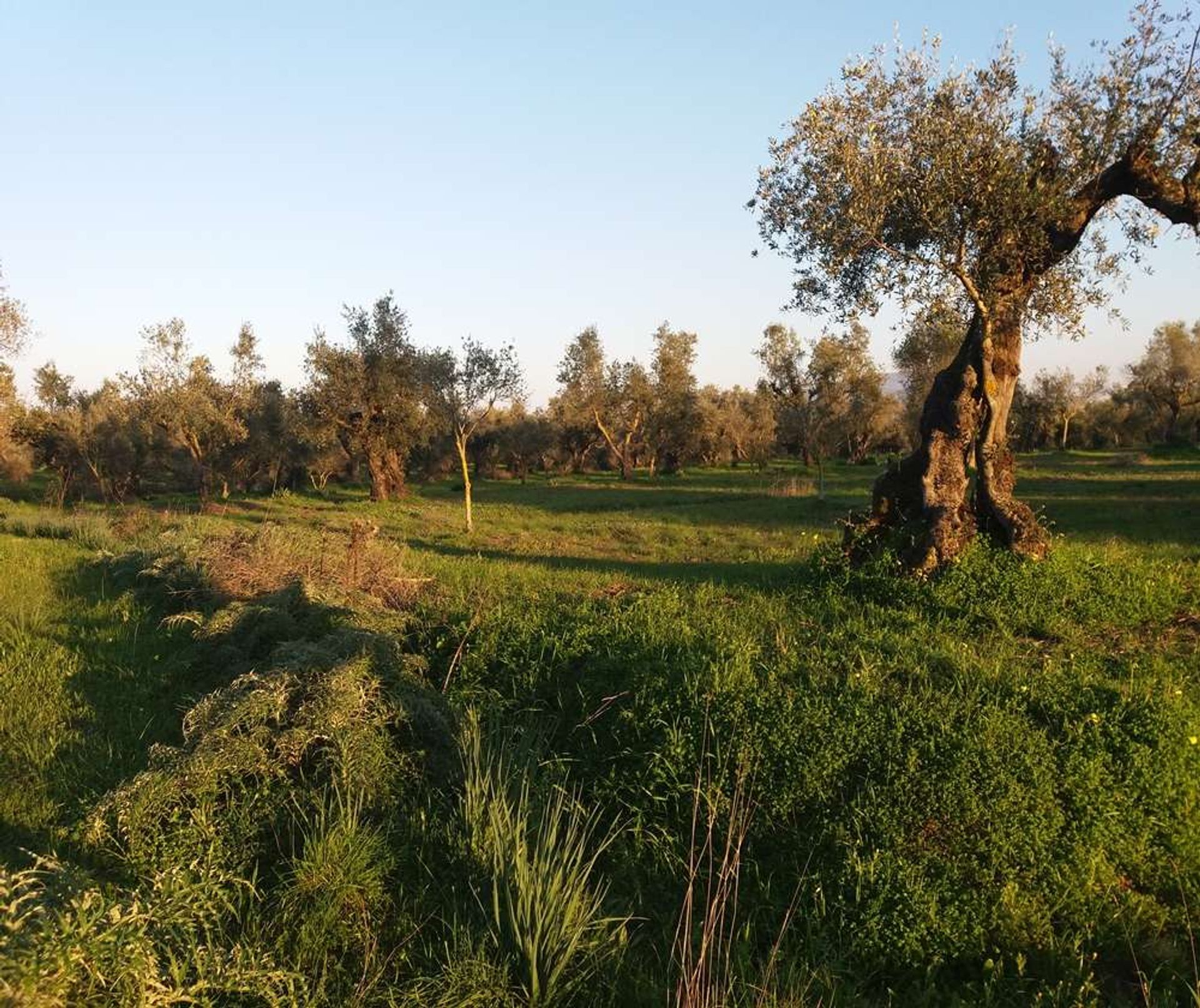 ארץ ב Zakynthos, Zakinthos 10086744