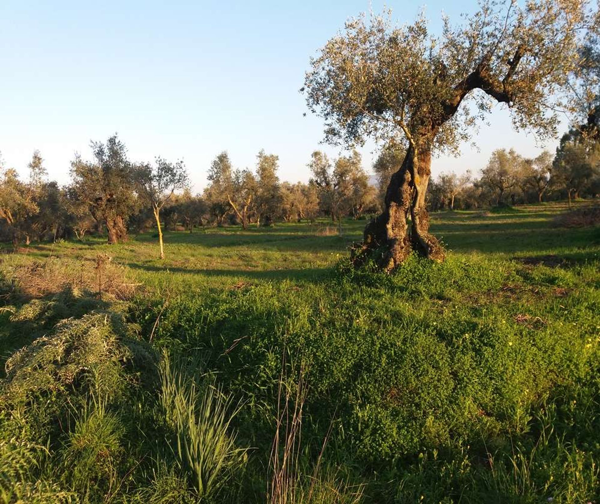 ארץ ב Zakynthos, Zakinthos 10086744