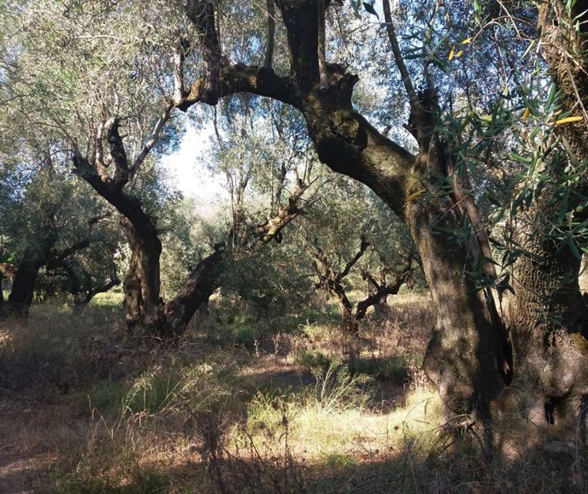 الأرض في Zakynthos, Zakinthos 10086746