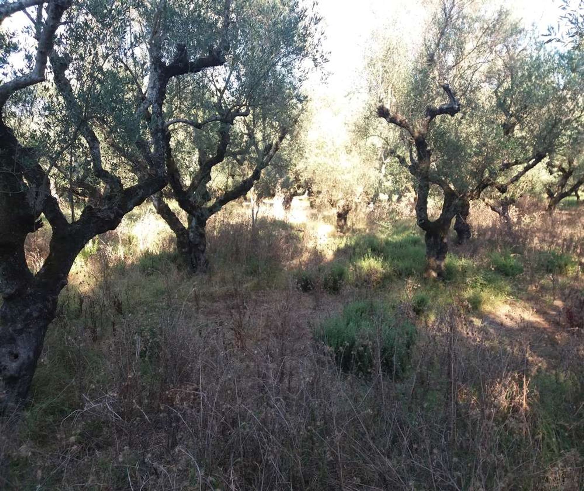 Tanah dalam Zakynthos, Zakinthos 10086746