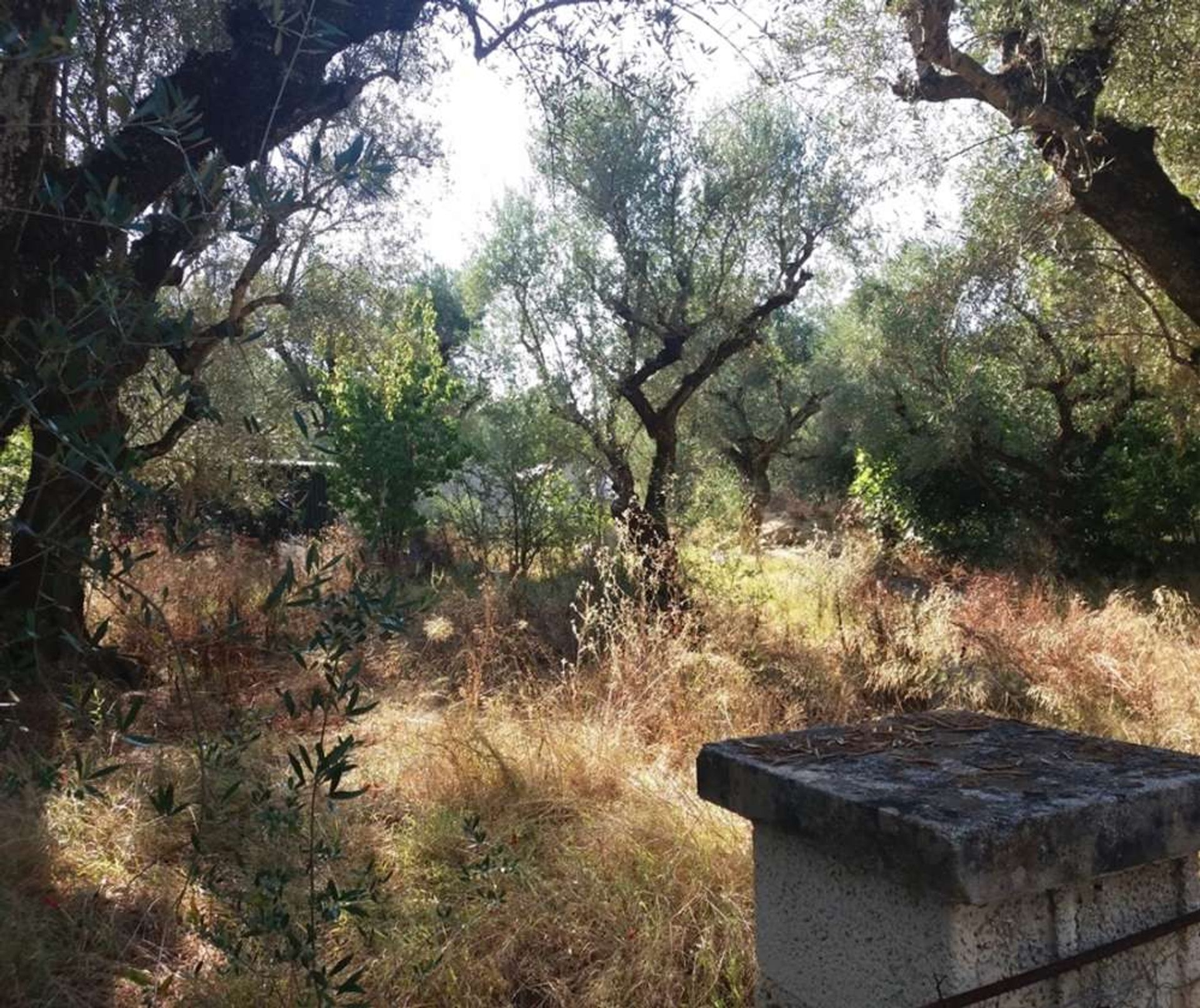 Γη σε Zakynthos, Zakinthos 10086746