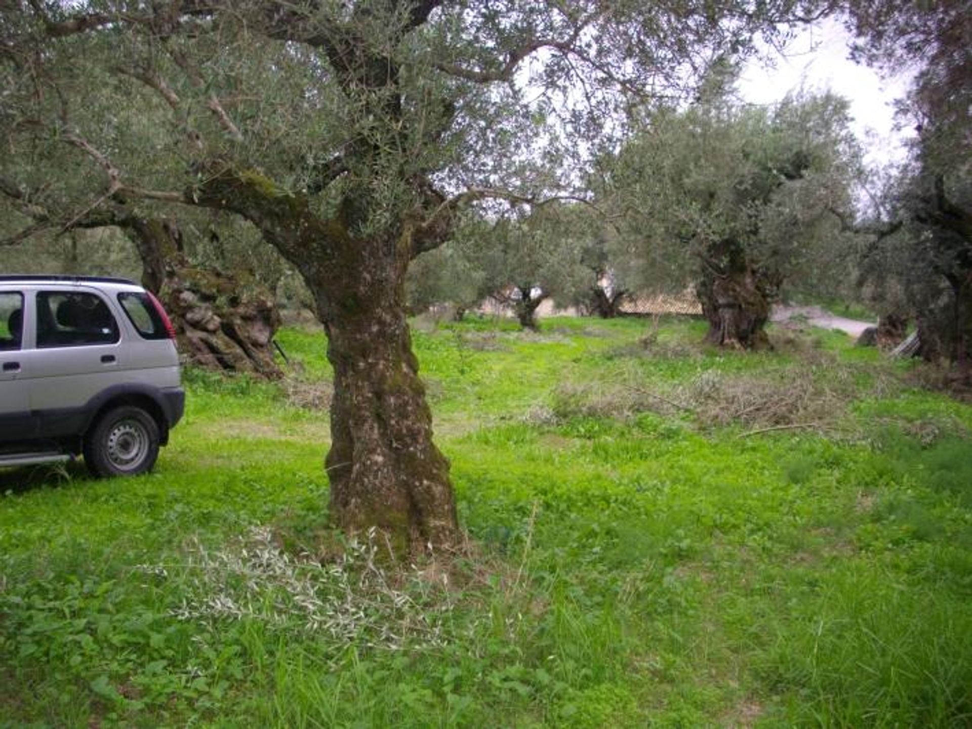 ארץ ב בוצ'אלי, יוניה ניסיה 10086756