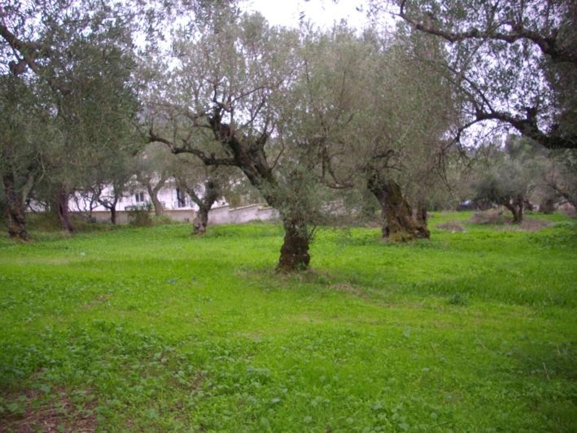 Γη σε Vares, Zakinthos 10086756