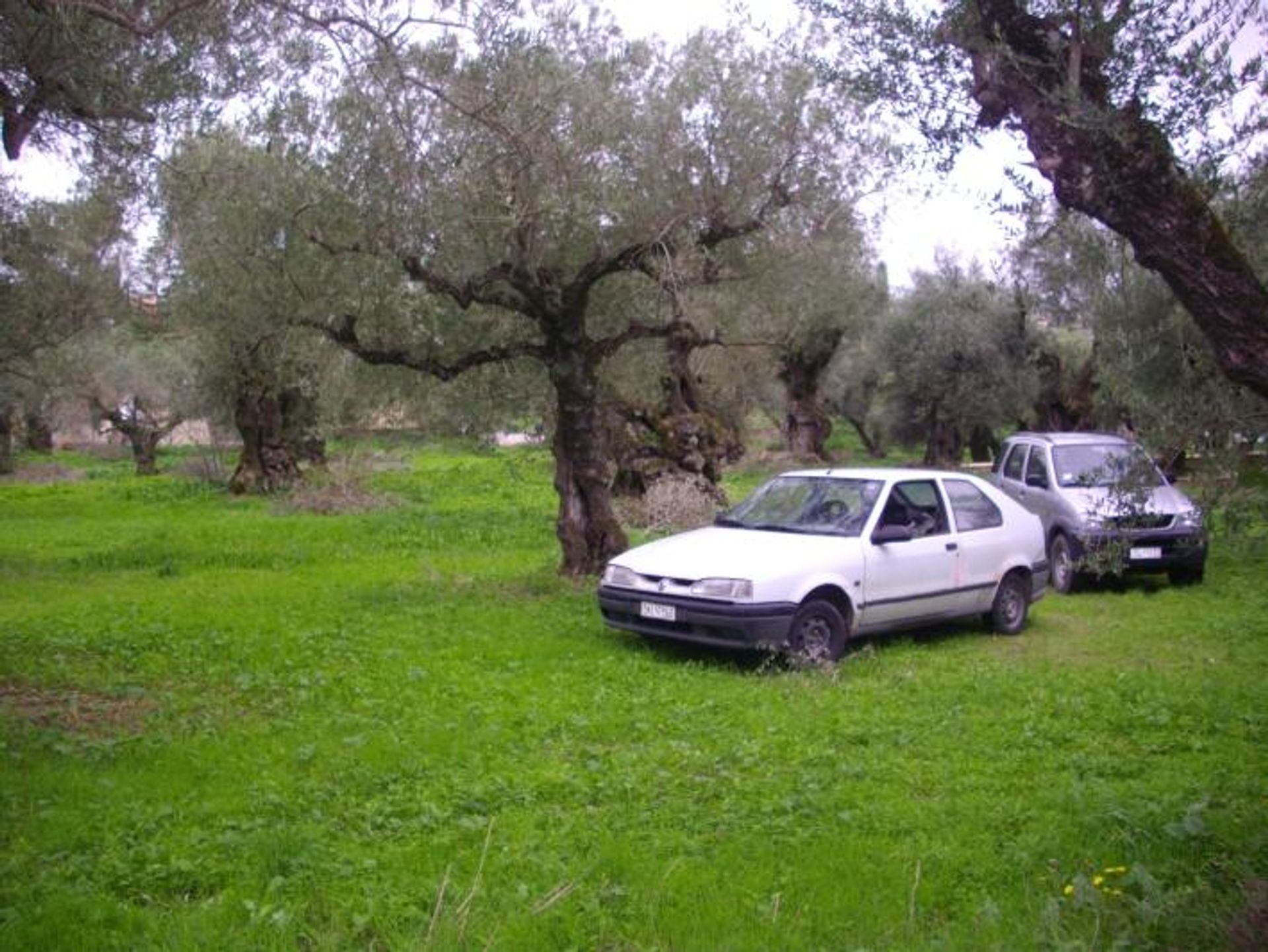 ארץ ב בוצ'אלי, יוניה ניסיה 10086756